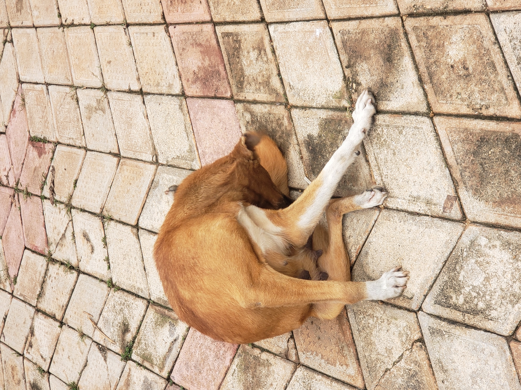 A medium-sized, tan-colored dog is lying on a paved surface made of light-colored, rectangular and square tiles arranged in a patterned grid. The dog is positioned in the center of the frame, facing away from the viewer, with its head tucked towards its hindquarters. Its fur is short and appears somewhat matted in places. The dog's legs are bent and positioned around its body, with one hind leg extended slightly. The tiled ground shows signs of wear, with some discoloration and small patches of grass growing in the gaps between the tiles. The scene is outdoors, with a diffused light suggesting it might be overcast or the sun is not directly overhead. The location is identified as Sabon Tasha, Nigeria.