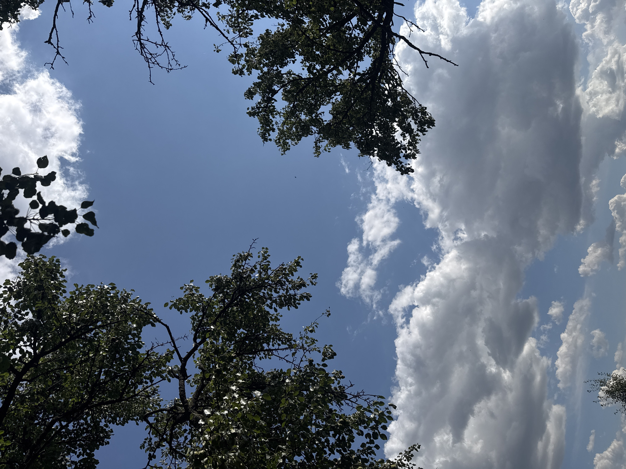 This image is a low-angle view of a blue sky filled with scattered white and grey clouds. Tree branches with green leaves frame the top and sides of the image, creating a natural border. The trees appear to be deciduous, with a network of bare branches visible in some areas, suggesting it might be late summer or early autumn. The lighting indicates it is daytime, with sunlight filtering through the leaves and illuminating the clouds. No people or specific structures are visible, suggesting an outdoor, natural setting, possibly a park or wooded area. The scene is consistent with a clear, albeit partly cloudy, day.