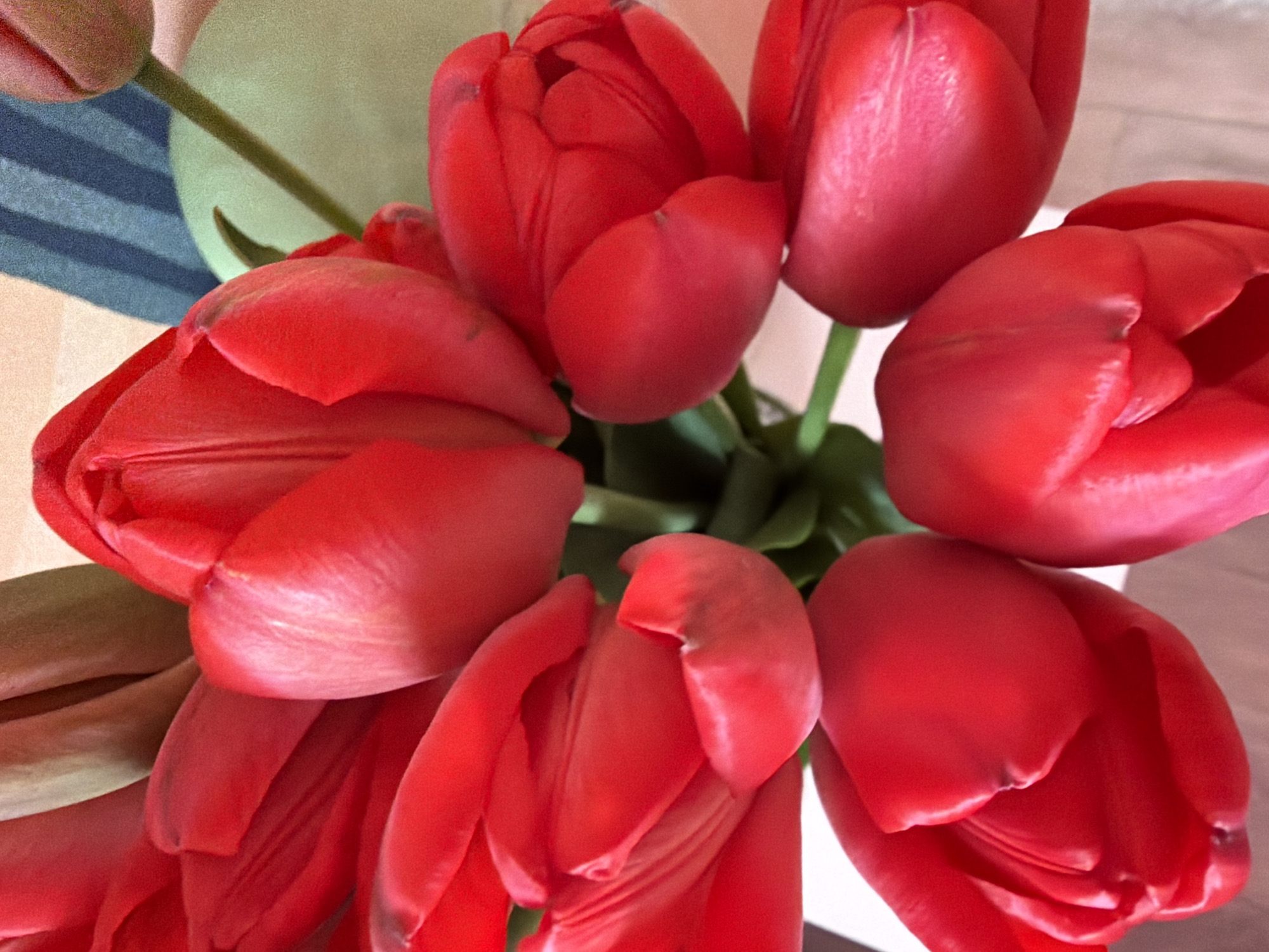 A close-up, high-angle shot of a bouquet of red tulips. The flowers are tightly clustered together, with some buds still closed and others beginning to open. The background includes a hint of blue and cream stripes and a wooden surface. The image does not provide any information to identify its location as Chaikovsky, Russia. There is no evidence of people or specific interactions.