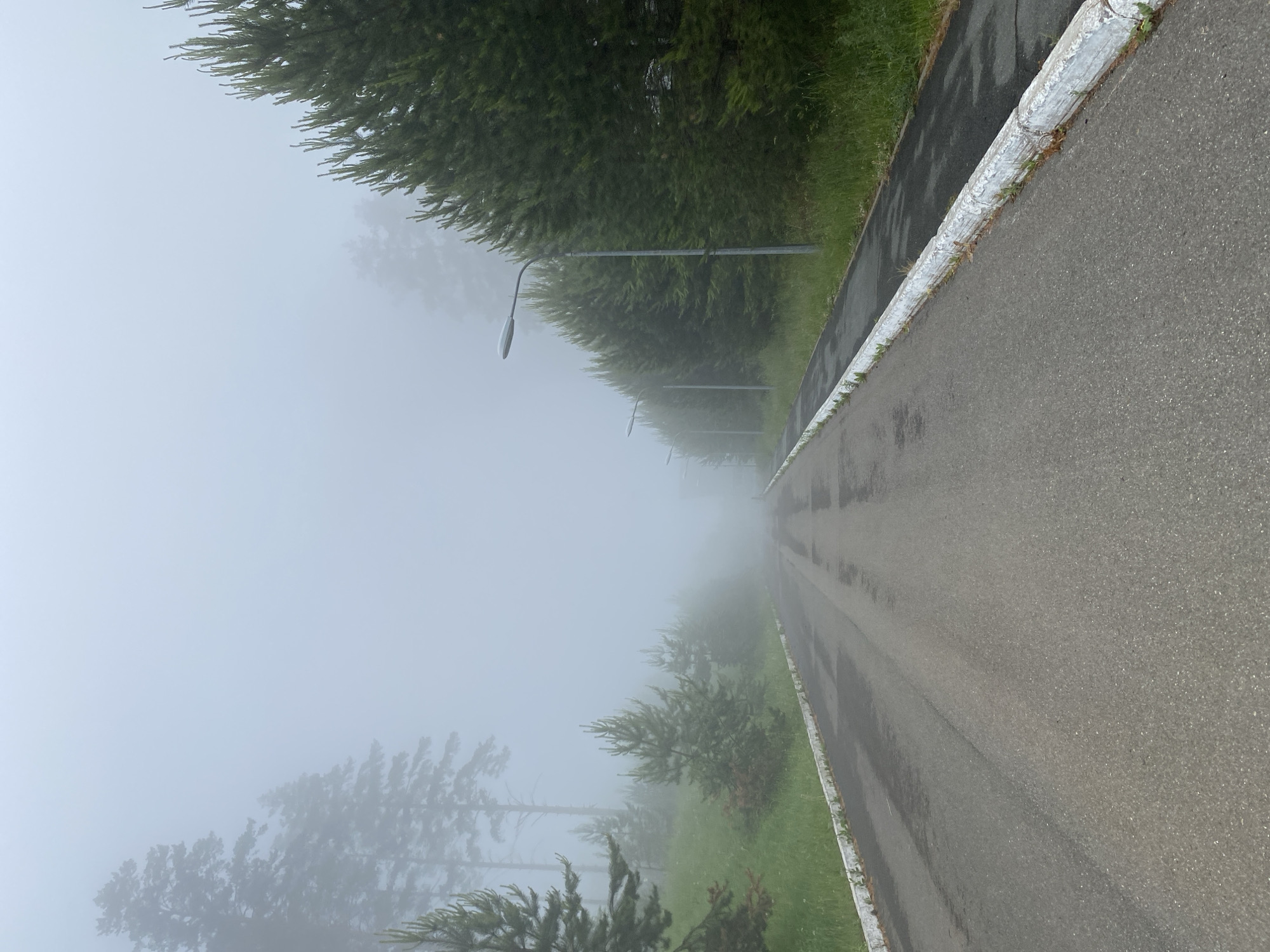 The image displays a straight asphalt road receding into a dense, widespread fog. The road surface appears damp, suggesting recent rain or heavy condensation from the mist. White curbs, with some patches of grass and small weeds, delineate the edges of the road, separating it from grassy verges on both sides.
Coniferous trees, resembling pines or firs, line both sides of the road. Trees in the foreground are distinct, showcasing their detailed foliage, while those further into the distance are increasingly obscured by the thick fog, appearing as hazy, indistinct forms and silhouettes. Several streetlights are visible along the left side of the road, extending into the mist, their shapes becoming softer and less defined with distance.
The pervasive fog creates a subdued, monochromatic atmosphere throughout the scene, significantly reducing visibility. No people or specific activities are discernible. The scene conveys a strong sense of quietude, mystery, and isolation due to the heavy fog. There is no visible text in the image. The weather is very foggy, making the exact time of day ambiguous, though the muted light suggests either early morning or late evening. The setting is an outdoor area, likely a road through a park or forested landscape.