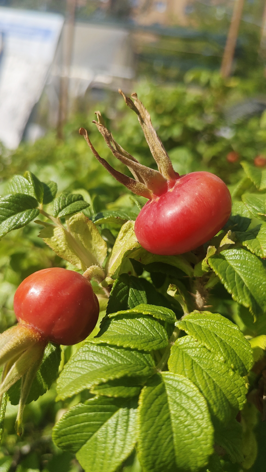 This is a close-up, vertical shot of two ripe rose hips, a vibrant red, attached to a bush with serrated green leaves. The rose hips are plump and oval-shaped, with a few dried sepals at the top of the upper one. The leaves are a rich green, with visible veins and a slightly crinkled texture. The background is softly blurred, showing more of the green foliage and hints of sunlight. The image appears to be taken outdoors, likely in a garden or natural setting, with no people or specific landmarks visible. The composition focuses on the natural beauty of the rose hips and the surrounding plant life. The specific location in Krasnoyarsk, Russia cannot be determined from the visual information provided.