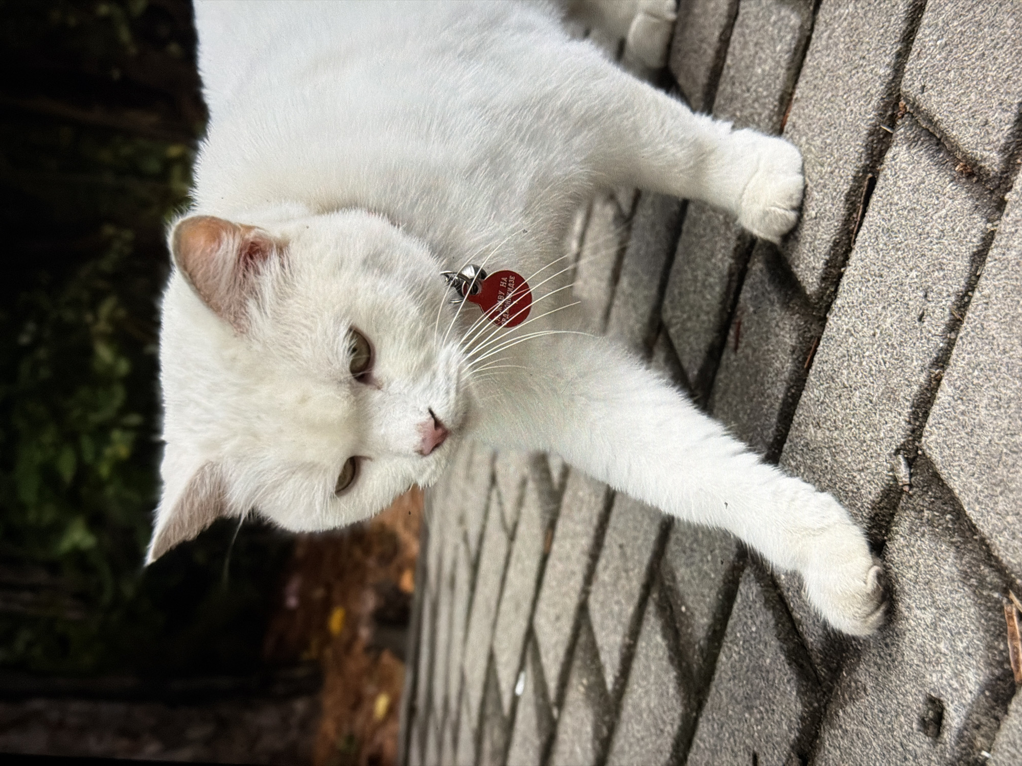 A white cat with green eyes and a red tag on its collar is walking on a paved walkway. The cat's left paw is extended forward, appearing to touch the ground. In the background, there are trees and foliage, with some fallen leaves on the ground. The scene is outdoors.