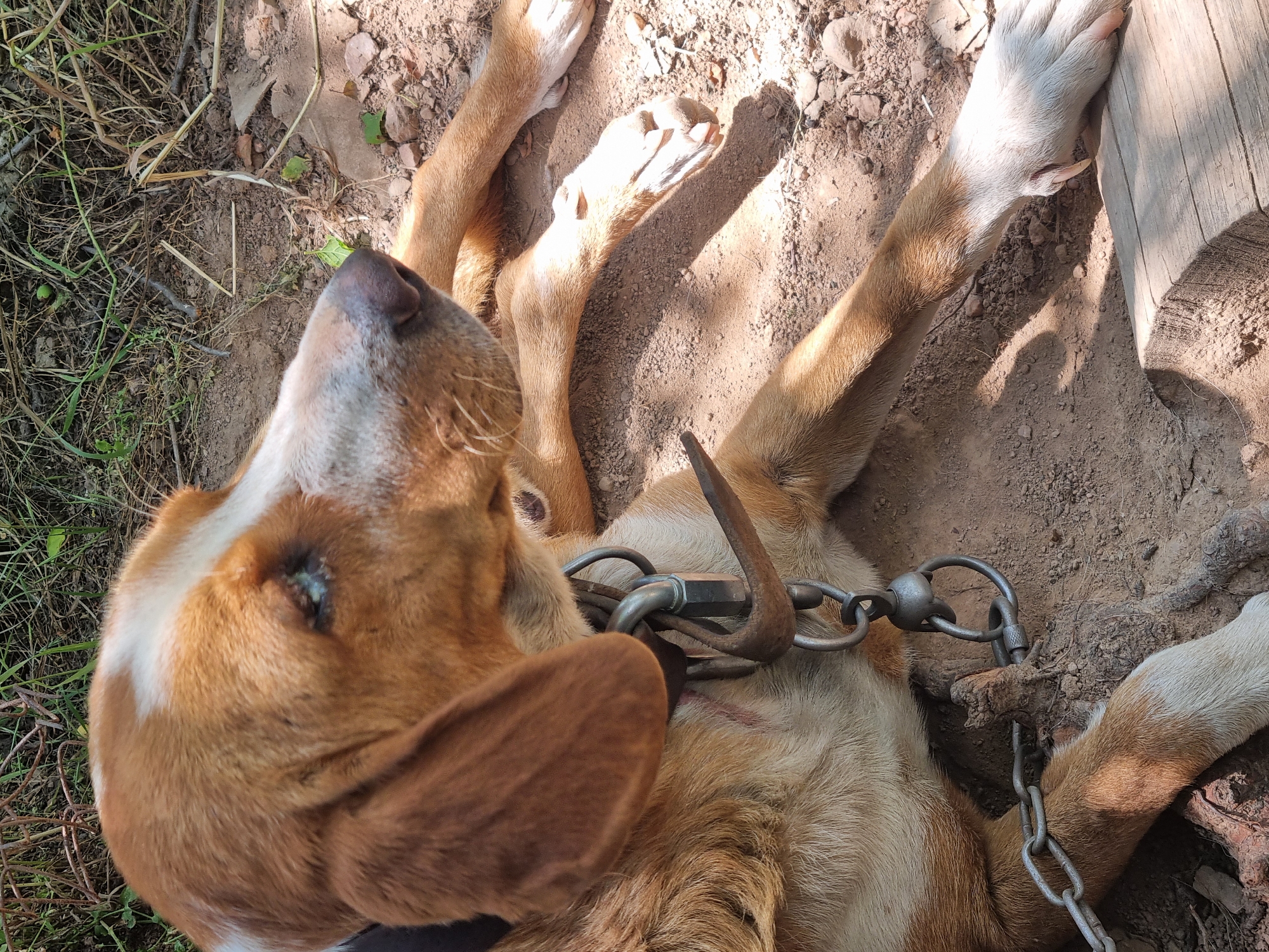 The image shows a medium-sized dog with brown and white fur lying on the ground in Dabravka, Bulgaria. The dog is wearing a metal chain collar. The ground appears to be dirt and dry grass, with some scattered rocks and sticks. Sunlight is casting shadows on the ground, indicating it is daytime. The dog's head is turned to the right, and its eyes are partially open. One of its front paws is resting on a piece of wood. The overall scene suggests an outdoor, rustic environment.