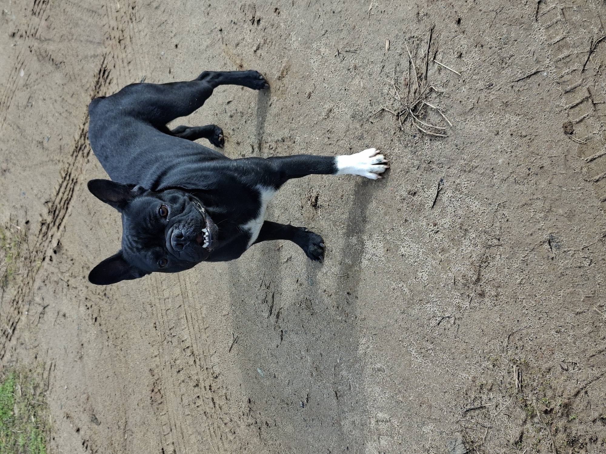 An overhead shot captures a black dog, likely a French Bulldog or a similar breed, lying on a dirt and gravel surface outdoors. The dog has short, dark fur, with a notable white marking on its right front paw. It is looking directly up at the camera, with its mouth slightly open, revealing its lower teeth in what appears to be a playful or smiling grimace. Its ears are perked up, and its eyes are dark and expressive.
The dog's body is stretched out on the ground, with its front legs extended forward, one with the distinctive white paw. Its hind legs are visible towards the upper left of the frame. The setting appears to be a dry, possibly unpaved path or area, characterized by loose earth, small stones, and some sparse, dry patches of grass. Distinct tire tracks are visible on the ground, suggesting a frequented pathway. The lighting indicates it is daytime, with clear shadows cast by the dog, implying bright sunlight. There is no visible text in the image. The overall impression is that of a cheerful and engaged pet in an outdoor environment.