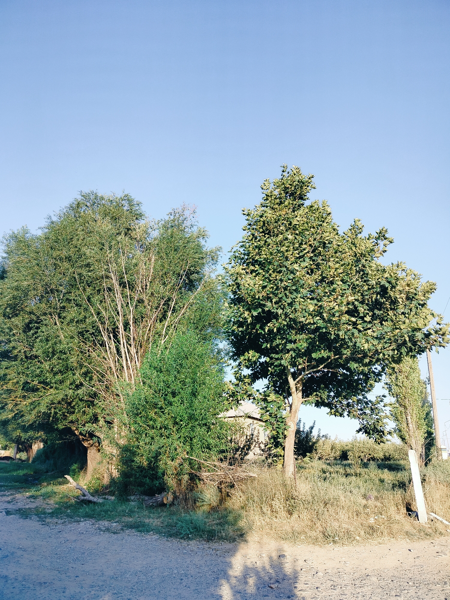 The image depicts a natural outdoor scene, likely in a rural or semi-rural area, under a clear blue sky. Several trees of varying sizes and types dominate the foreground and midground. On the left, a large, dense tree with green foliage stands tall, its branches spread wide. To its right, a cluster of thinner, lighter-colored trees with a more sparse canopy are visible. In the center and right, a prominent, leafy tree with a textured trunk commands attention, its branches reaching upwards and outwards. A smaller, bushy evergreen tree is situated in front of the larger trees. The ground in the foreground is a dirt path or road, with visible gravel and debris. Patches of dry grass and scattered vegetation cover the ground in the midground and background. A wooden fence is faintly visible behind the trees. A simple house with a light-colored wall and a dark roof is partially obscured by the foliage in the midground. A white utility pole stands to the right of the frame, with some wires extending from it. Sunlight casts shadows on the ground, suggesting it is either morning or late afternoon. The overall impression is one of a tranquil, natural setting. The location is identified as Көлкент, Kazakhstan.