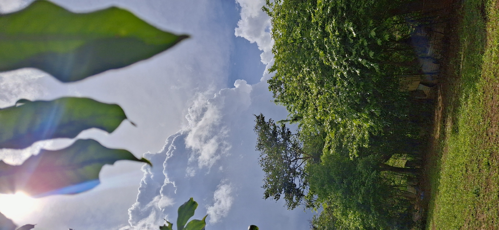 The image depicts an outdoor scene, likely in Vallecito, Venezuela, under a bright, cloudy sky. In the foreground, out-of-focus green leaves frame the top of the composition, with a bright sun flare visible through them. Below the leaves, a dense canopy of lush green trees dominates the middle ground, with a single, taller tree standing out slightly. The background features a dramatic sky filled with large, white cumulus clouds. The lower portion of the image shows a grassy area with some scattered debris and what appears to be the base of some structures or walls peeking through the trees. There are no people visible in the image.