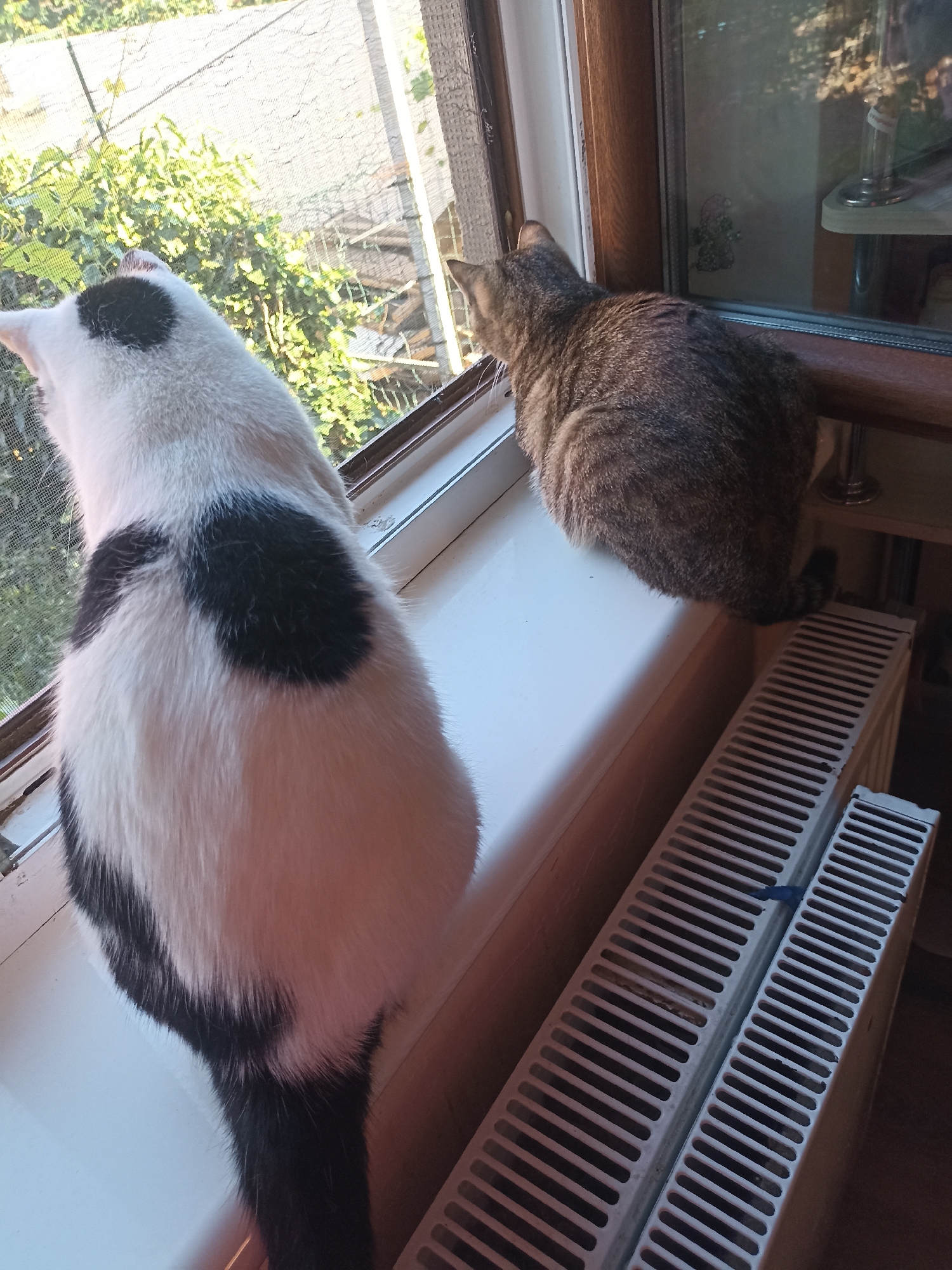 Two cats are sitting on a windowsill looking out at greenery. One cat is black and white with a large black spot on its back. The other cat is a tabby. A white radiator is visible below the windowsill. The scene takes place indoors in Velykodolynske, Ukraine.