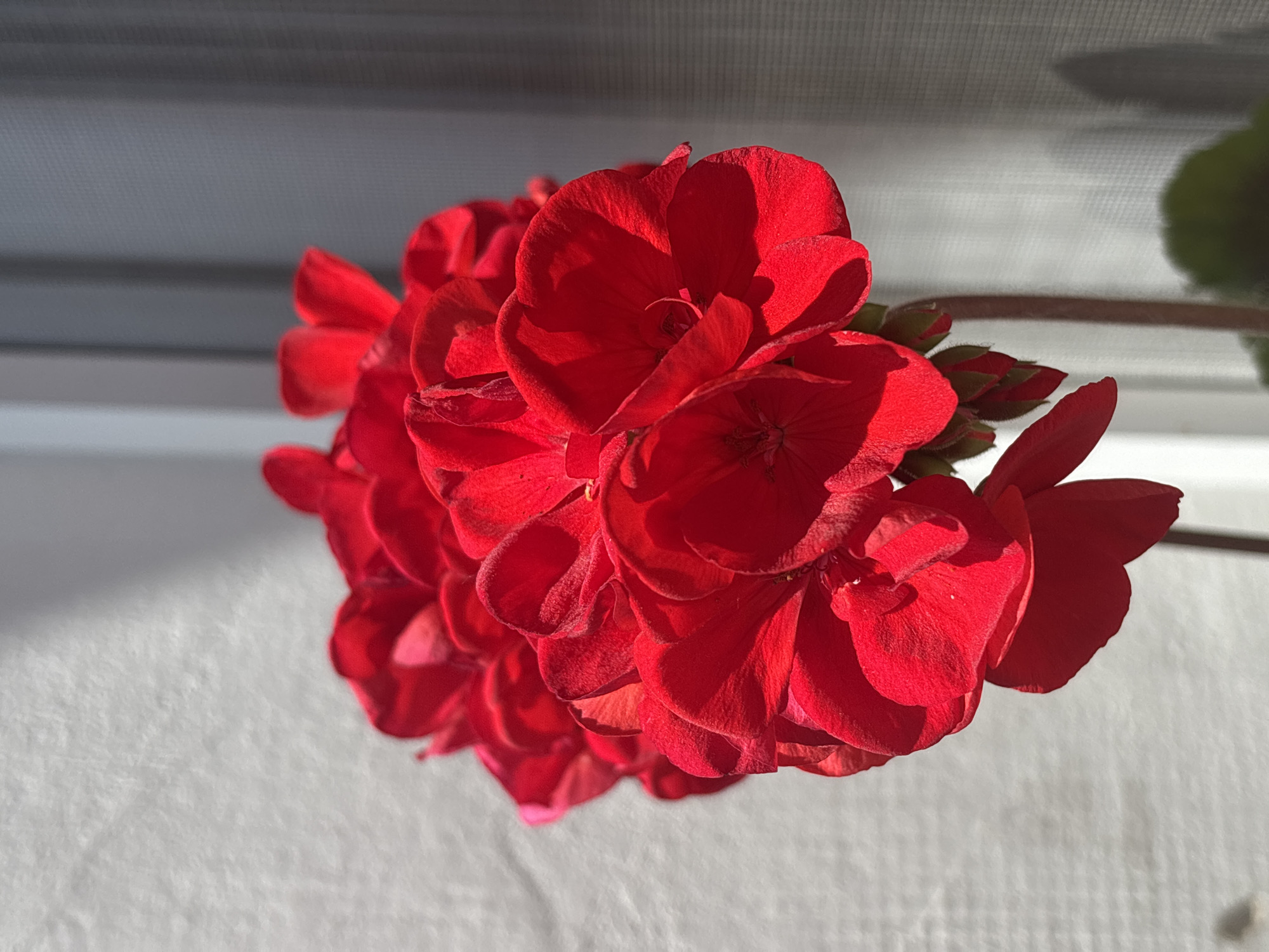 A close-up captures a vibrant red geranium flower, its petals clustered tightly, with green buds visible near the stem. The flower is positioned in front of a white, textured wall and a neutral colored stick, possibly a window frame or wall.