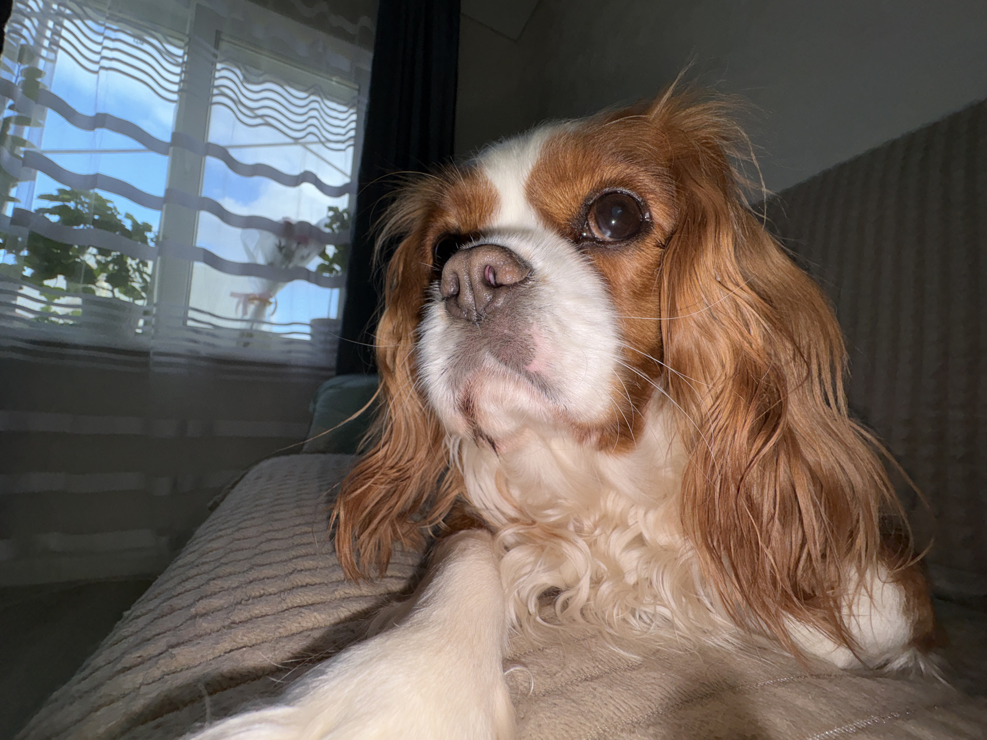An extremely close-up, low-angle shot captures a Cavalier King Charles Spaniel dog indoors. The dog's head and upper body fill most of the frame, with its reddish-brown and white fur prominently displayed. Its large, dark eye gazes slightly upward and to the left, while its nose is pointed forward. The dog appears to be resting on a textured, light-colored surface, possibly a couch or bed. In the background, a window is visible, partially obscured by horizontal white blinds that create a striped effect. Through the blinds, a blue sky with clouds and some greenery from outside plants can be seen. The lighting is dim, with the primary light source appearing to come from the window, casting shadows on the dog and the room. The scene is likely set in a residential dwelling within the city of Прикамский, Russia, though specific city details are not discernible from the image.
