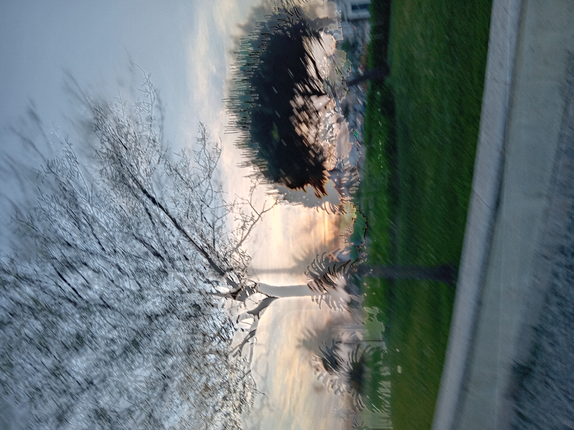 The image shows a view of a landscape through a textured surface, possibly a window. On the left is a bare tree with many small branches, against a sky with faint clouds and hints of orange light. To the right, there is green grass and a dark, round shape that could be another tree. The rightmost edge of the image shows a concrete or stone wall. The location appears to be a park or outdoor area, but specific details about the city and further environment are unclear due to the distortion.