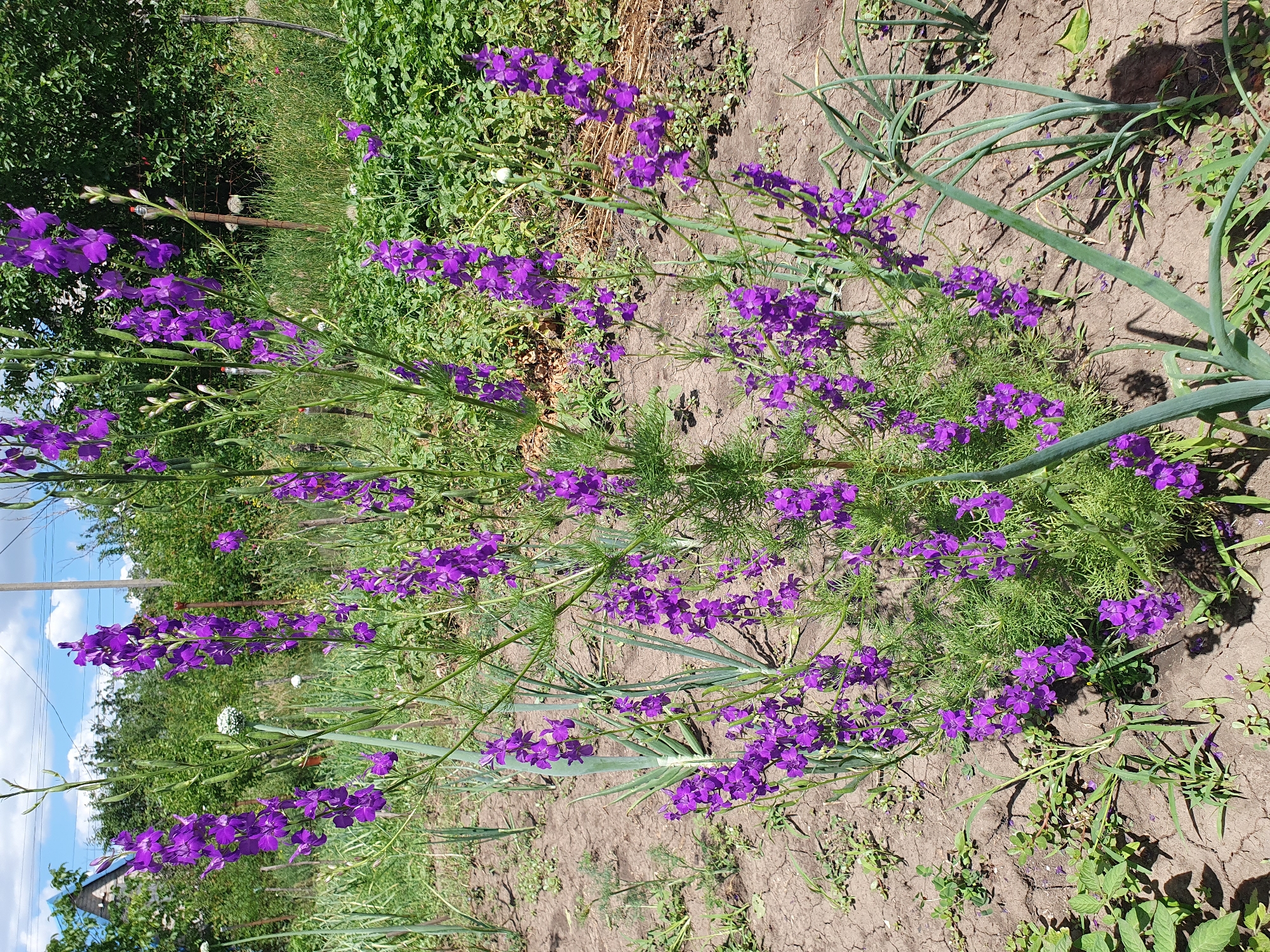 In Novoivanivka, Ukraine, a cluster of vibrant purple larkspur flowers stands tall in a dry, cracked garden bed under a bright, partly cloudy sky. The flowers, with their delicate, spiky petals, form a dense bush in the foreground, attracting the eye with their rich color against the muted tones of the soil and surrounding greenery. To the left and right of the larkspur, tall, green stalks of what appear to be onions or similar vegetables grow, their leaves long and pointed. In the background, a dense thicket of trees and bushes creates a natural backdrop, with glimpses of a fence and a rural house visible through the foliage. The scene evokes a sense of a sunny, rural day in a Ukrainian garden.