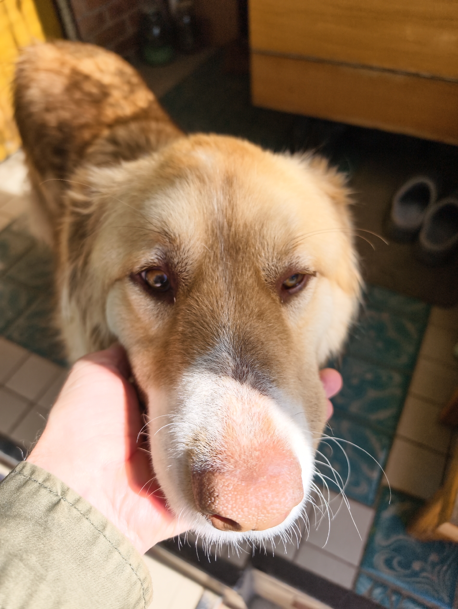 A close-up, eye-level shot captures a golden-furred dog being gently petted by a human hand, set in what appears to be an indoor or semi-indoor environment in Ilskiy, Russia. The dog, with its light brown and golden fur, looks directly into the camera with soft, dark eyes. Its pinkish-brown nose and prominent white whiskers are visible in the foreground, illuminated by bright natural light. A human hand, with a light skin tone, is seen cupping the dog's chin area, suggesting an affectionate interaction. The person is wearing a khaki or olive-green jacket, part of which is visible in the lower left corner.
The background is softly blurred but reveals elements of the setting. A tiled floor with green-blue and white patterns is visible, along with a darker, possibly carpeted or shadowed area where a pair of dark shoes can be seen. Further back, there's a blurry wooden surface, likely furniture or a door, and a reddish, brick-like pattern. The strong, warm lighting, casting highlights on the dog's fur and nose, indicates it is daytime. The dog appears calm and content. No visible text is present in the image.