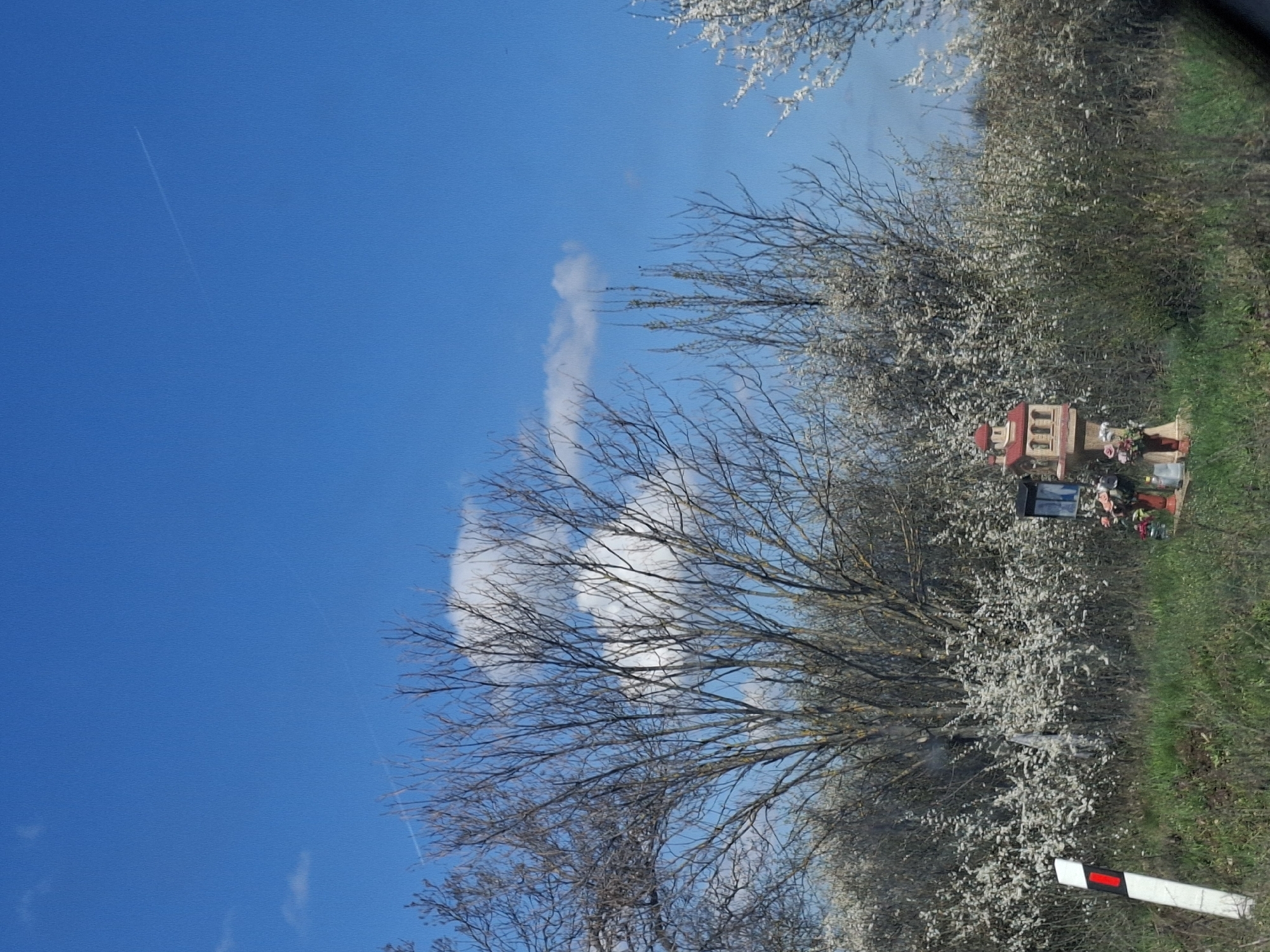 The image shows a clear blue sky with a thin contrail visible near the upper left. Several wispy clouds are present. In the lower portion of the image, blossoming trees line a roadside. A small shrine or memorial, decorated with flowers, is positioned near the road. There's green grass and a road barrier with red and white markings along the roadside. Based on the location mentioned in the prompt, it is inferred that this roadside is located in or near Studeno Buche, Bulgaria.