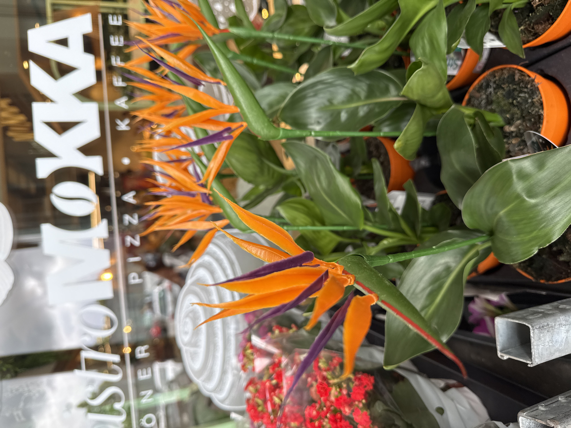 The image displays a vibrant plant display, primarily featuring Bird of Paradise (Strelitzia) plants with their distinctive orange and purple blooms, positioned in front of a shop window. The plants, characterized by their lush green foliage, are potted in numerous bright orange, terracotta-style containers.
Reflected in the shop window is white text indicating the name and services of the establishment. Clearly visible are "MOKKA" with a coffee bean logo, followed by "KAFFEE" stacked vertically. Further along the window, the words "BISTRO," "PIZZA," and "DÖNER" are also discernible, suggesting a cafe or restaurant offering these items. The reflections in the glass show blurred shapes and light sources, hinting at a street or an indoor setting beyond the window.
In addition to the Bird of Paradise plants, bunches of small red flowers, wrapped in clear plastic, are visible near a white spiral-shaped decoration. A metallic, rectangular bar or structure is also present in the lower right corner of the original image. The scene captures a daytime commercial setting, likely a plant nursery, flower shop, or a cafe/restaurant in Waldshut, Germany, that incorporates plants into its storefront display.