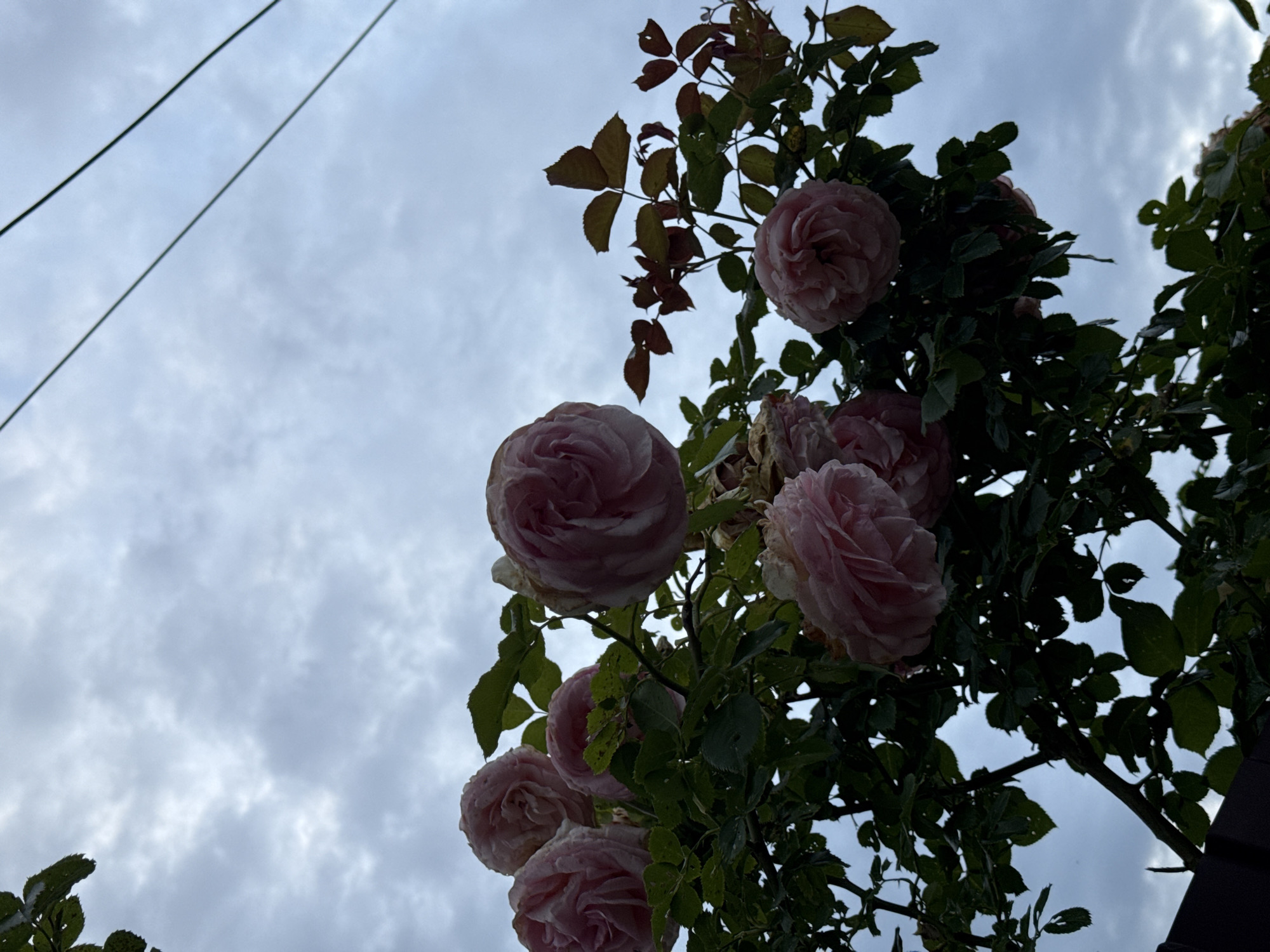 The image captures an upward view of blooming light pink roses and their dark green foliage against an overcast sky. Several large, full rose blossoms, with delicate petals, are prominently featured, clustered on the right and lower-left portions of the frame. Some of the leaves exhibit a darker, almost silhouetted appearance, with hints of brownish-red discoloration on some higher leaves, suggesting autumn or natural aging.
The sky in the background is a muted grey and white, filled with soft, diffused clouds, indicating an overcast day. Two thin, dark lines, likely utility wires or cables, stretch diagonally across the upper left quadrant of the sky. A dark, angular structure is partially visible on the far right, suggesting the roses might be growing near or on a building, fence, or trellis.
The perspective is from below, looking up through the rose bush, which creates a natural frame around the cloudy sky. The lighting is soft and even due to the overcast conditions, backlighting some of the flowers and leaves. There is no visible text or human activity. The overall impression is one of natural beauty and tranquility, viewed under a subdued sky.