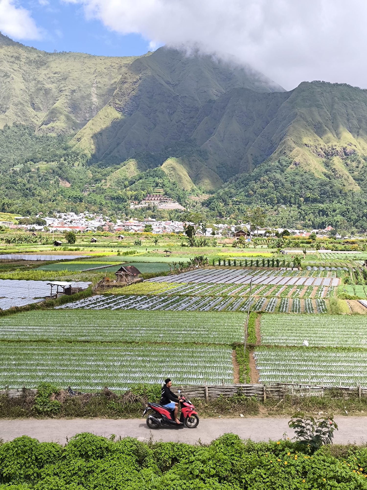 The image shows a landscape near Sembalun Bumbung, Indonesia, featuring agricultural fields, a village, and mountains. In the foreground, a man rides a red scooter on a road lined with dense green vegetation. Behind the road, fields covered in rows of plastic sheeting alternate with green crops. Further back, a village sits nestled amidst trees, with houses visible against the backdrop of a large, green mountain. The mountain’s peak is partially obscured by clouds. The sky is blue with scattered clouds.