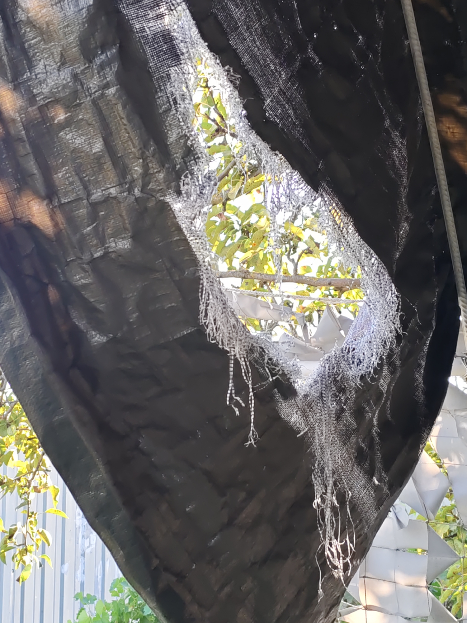 A close-up, low-angle shot captures a torn, black tarp with a large hole in the center, revealing green foliage and branches from a tree behind it. The tarp appears to be made of a woven material, with frayed silver threads hanging from the edges of the tear, creating a fringe-like effect. Sunlight filters through the hole, illuminating the leaves and branches. The tarp is stretched and draped, with visible folds and creases. In the background, a light-colored corrugated metal fence is partially visible on the left, and on the right, there are some reflective, angular objects. The overall scene suggests an outdoor environment, possibly a backyard or garden, with evidence of wear and tear on the tarp. No people or animals are present in the image. The location is identified as Olginskaya, Russia.