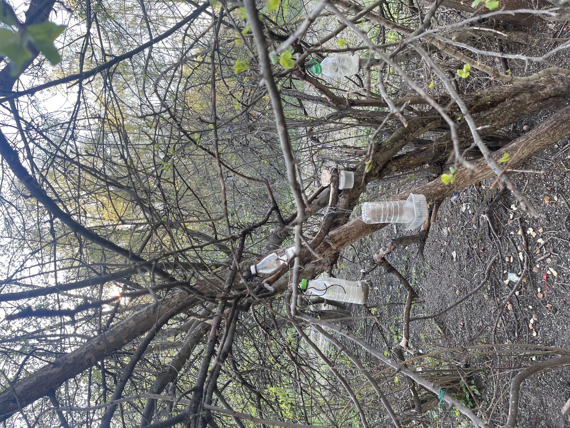 The image shows a tree with plastic bottles and containers attached to its branches, likely acting as bird feeders. The location is Khimki, Russia, suggested by prior context. The scene appears to be an outdoor, natural environment with other bare trees, foliage, and ground covered in fallen leaves and debris visible in the background. There are no visible people, actions, or interactions in the frame.