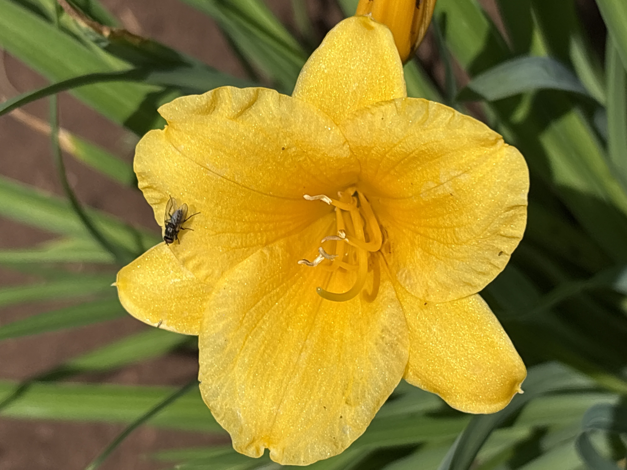 A close-up, eye-level shot features a vibrant yellow daylily in bloom. The flower, with its ruffled petals, is the primary subject, its textured surface speckled with tiny glints of light. A small fly with dark, segmented wings rests on the upper left petal. The flower's pistil and stamens are visible in the center, adding depth to the bloom. Behind the flower, out-of-focus green foliage and a brown, earthy background suggest a garden or natural setting. The image is sharp on the flower and the fly, while the background is blurred. There is no indication of the city of Bratsk, Russia, or any specific location.