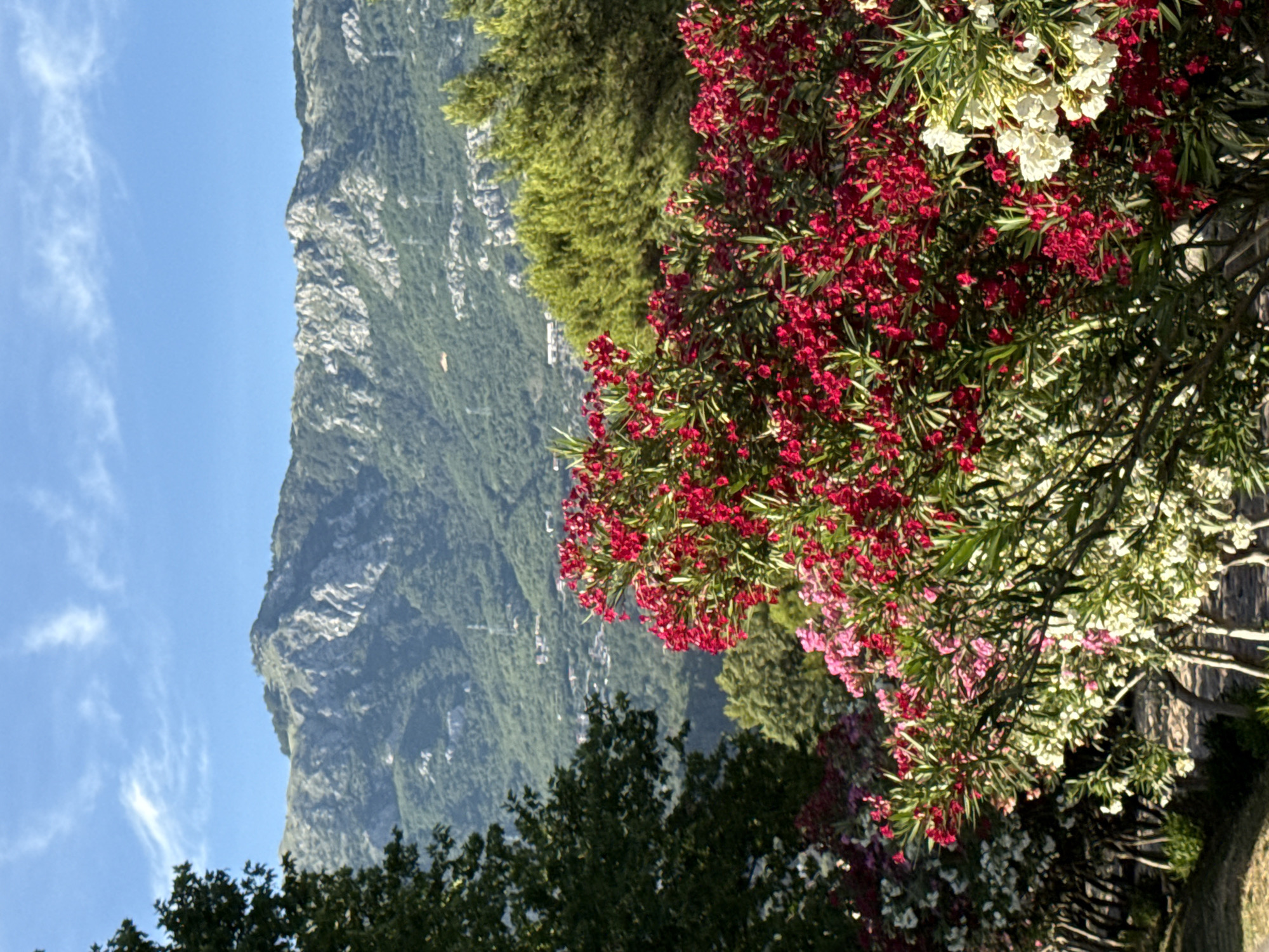 This media file depicts a scenic view from a hillside, overlooking a mountainous landscape and a bright blue sky with wispy clouds. In the foreground, a dense cluster of flowering oleander bushes bursts with vibrant red and white blossoms, interspersed with green foliage. The flowers are lush and in full bloom, suggesting a warm and sunny day.
Behind the flowers, a steep, rugged mountain dominates the background. The mountain's face is a mix of grey rock and patches of dense green vegetation, indicating a natural, untamed environment. The scale of the mountain suggests a vast and expansive setting.
The image appears to be taken during daylight, likely in the late morning or early afternoon, given the strong sunlight casting shadows and highlighting the textures of the mountain and the flowers. The overall impression is one of natural beauty and tranquility. The location is identified as Budva, Montenegro, which aligns with the mountainous coastal scenery often found in the region. There is no visible text or people in the image, and the focus is purely on the landscape and the floral elements. The scene evokes a sense of peace and the beauty of Mediterranean nature.