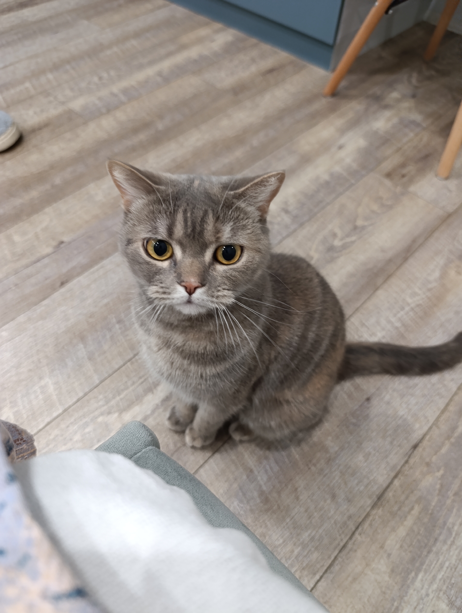 A grey tabby cat with yellow eyes sits on a wood-look laminate floor. A white and blue patterned blanket partially obscures the lower left corner of the image. A chair leg is visible in the upper right. The location is in the city of Chaikovsky, Russia.