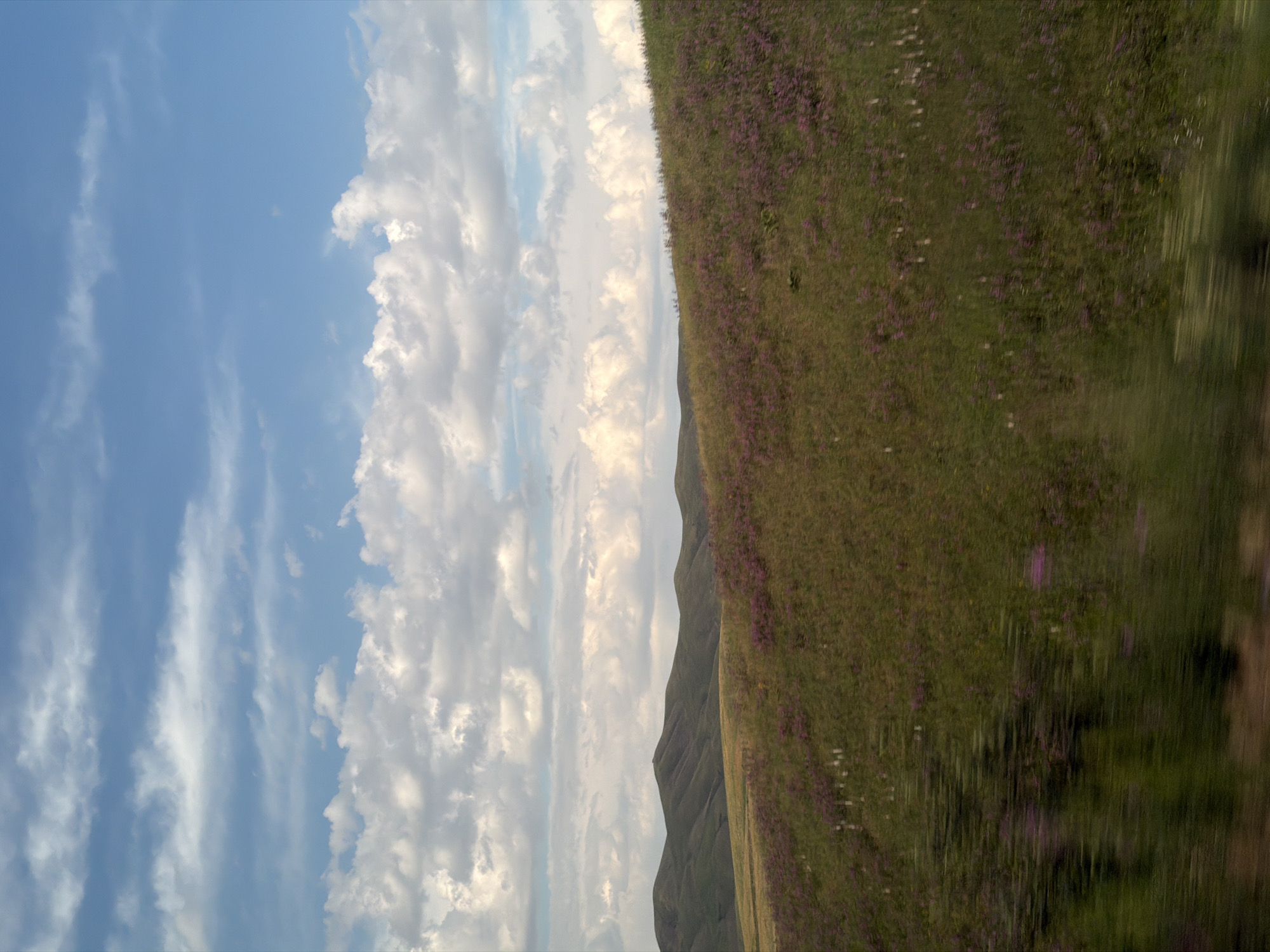This is a landscape photograph taken from a moving vehicle, likely a car or bus, on a bright, cloudy day. The image is oriented vertically, giving a sense of looking up and to the side. The left half of the frame is dominated by a vast blue sky filled with dynamic, white cumulus clouds. Wispy, cirrus clouds streak across the sky in thin, parallel lines, adding texture and depth.
The right side of the image features a steep, grassy hillside, dotted with numerous small, purple wildflowers. The hillside appears lush and green, suggesting it is springtime or summer. The texture of the grass and flowers is blurred due to the motion of the vehicle, creating a sense of speed and a streaky effect. In the distance, the contours of rolling hills or mountains can be seen against the cloudy sky. The lighting indicates it is likely daytime, possibly late afternoon given the soft quality of the light illuminating the clouds. The scene evokes a feeling of travel and the beauty of natural landscapes in Kyrgyzstan, specifically in the Karagai Bulak region. There is no visible text in the image.