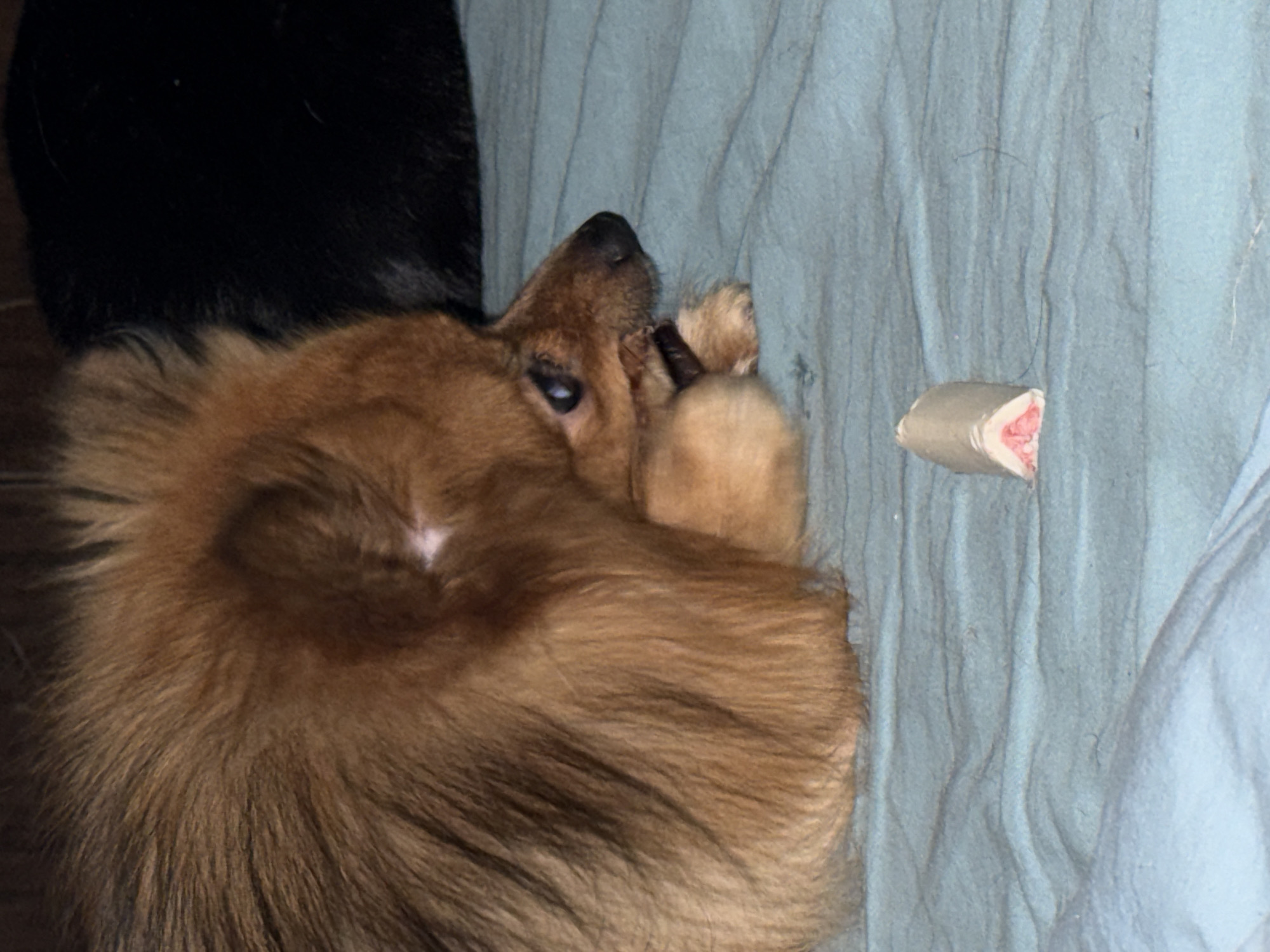A brown, long-haired dog is lying on a light blue, rumpled bedsheet next to a white and pink cylindrical object. Part of a black object is visible behind the dog. The location is unknown and is not Khimki, Russia.