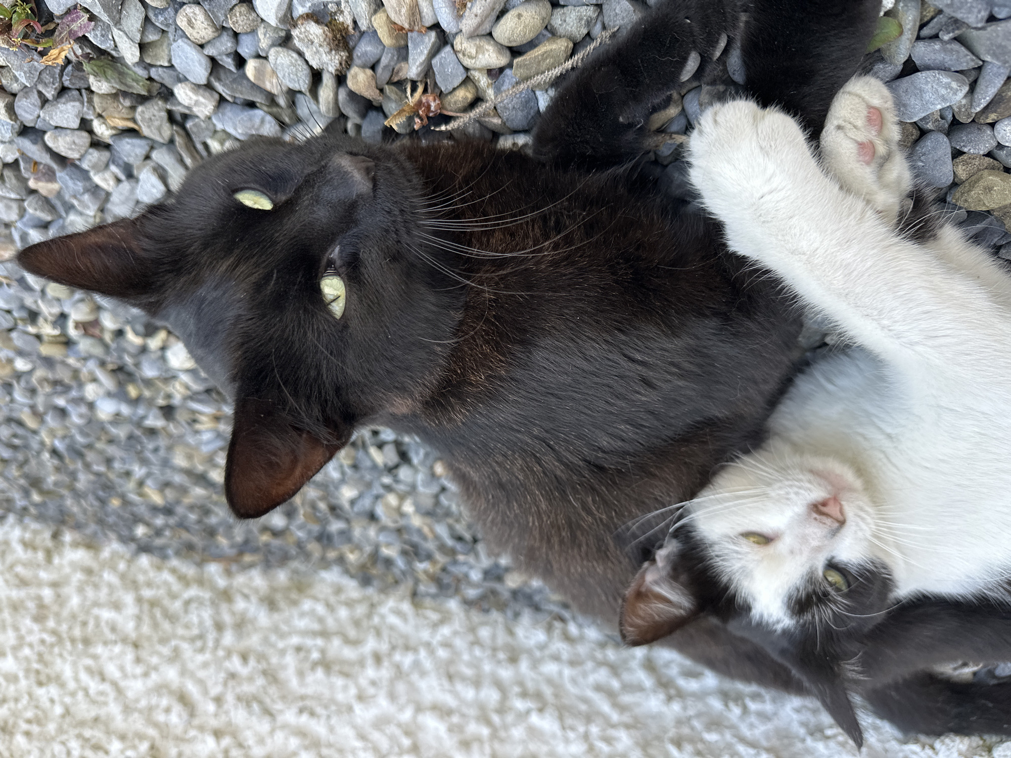 Two cats, one black and one black and white, are lying on a gravel surface next to a white textured wall. The black cat is on the right, with its head resting on the gravel and its green eyes looking towards the camera. The black and white cat is on the left, partially behind the black cat, with its head resting on the black cat's back. Its eyes are partially closed and its expression appears relaxed. The black and white cat's front paw is resting on the black cat's body. The gravel appears to be of various sizes and colors, with some small pebbles and larger stones. The wall is rough and textured, suggesting it might be made of concrete or stucco. There are some dried leaves and debris scattered on the gravel. The scene is outdoors, likely in a yard or alleyway. The image does not contain any discernible elements that would suggest a specific location within the city of Moortown, Ireland.