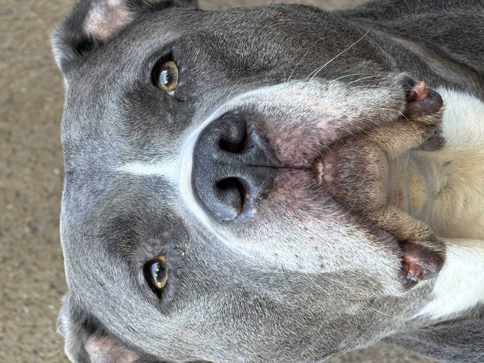A close-up shot of a gray and white pitbull-type dog. The dog is lying on its back, facing the camera. The dog's nose is large and black, and its eyes are amber. The dog's fur is short and dense. The background is a neutral color, possibly concrete. There is no indication of the location being Esch-sur-Alzette, Luxembourg.