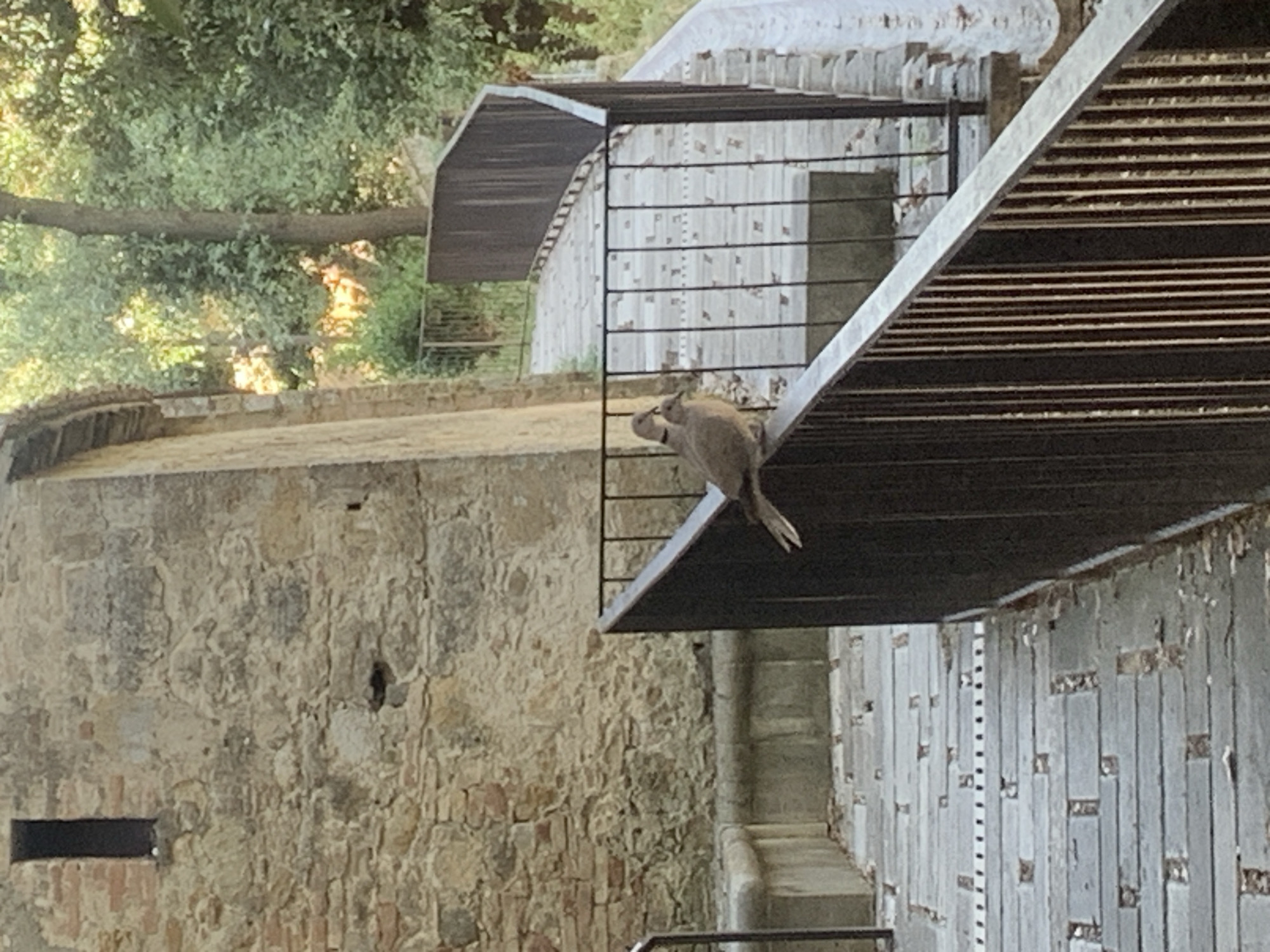 Two collared doves are perched on a black metal railing in San Quirico d'Orcia, Italy. The railing runs along a stone pathway with a textured pattern. Behind the railing, a stone building with a small, dark rectangular window is visible. To the right of the building, trees and foliage create a natural backdrop. The pathway appears to be part of an outdoor area, possibly a walkway or stairs, with more railings and stonework extending into the distance. The lighting suggests it is daytime.