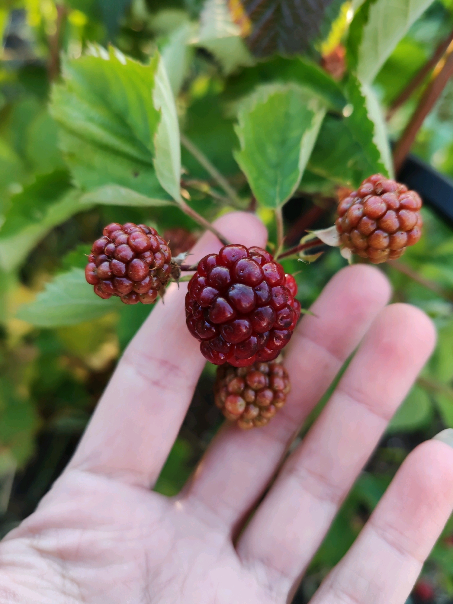 A close-up, top-down shot shows a person's left hand holding several ripe blackberries. The blackberries vary in color from dark red to a lighter reddish-brown. The hand is positioned in the lower center of the frame, with fingers gently cupping the berries. The background consists of green leaves and stems, suggesting an outdoor setting, likely a garden or natural area. The lighting is natural and somewhat diffused, indicating it could be daytime. The image does not provide any specific information about the city of Чухлэм, Russia, as it focuses solely on the immediate subject matter.
