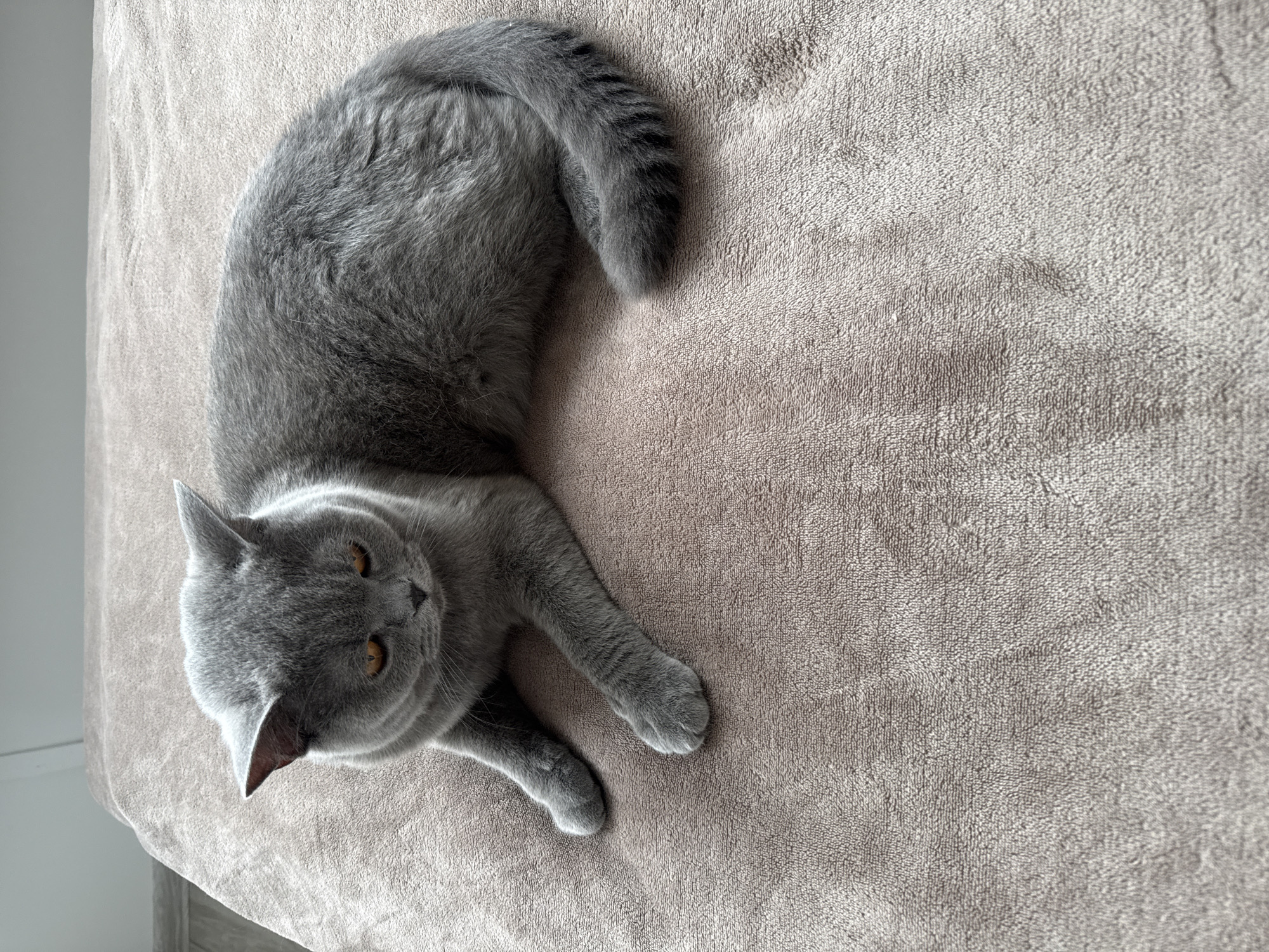 The image shows a short-haired, grey British Shorthair cat lying on a textured, light brown surface, possibly a blanket or carpet. The cat is oriented diagonally across the frame, with its head facing the lower left corner and its body curving towards the upper right. Its eyes are open and appear to be a golden-orange color. The cat's fur is short and dense, typical of the breed. Its tail is curled around its body, showing faint darker grey stripes. The surface the cat is lying on has a soft, plush texture, with visible fibers creating a slightly uneven appearance. The lighting suggests an indoor setting, with soft light illuminating the scene, possibly from a window to the left of the frame, as indicated by a slight shadow and a brighter area on the surface at the far left. The overall mood is calm and relaxed, with the cat appearing to be at ease. No people, text, or other significant objects are visible in the frame. The setting appears to be a domestic environment.