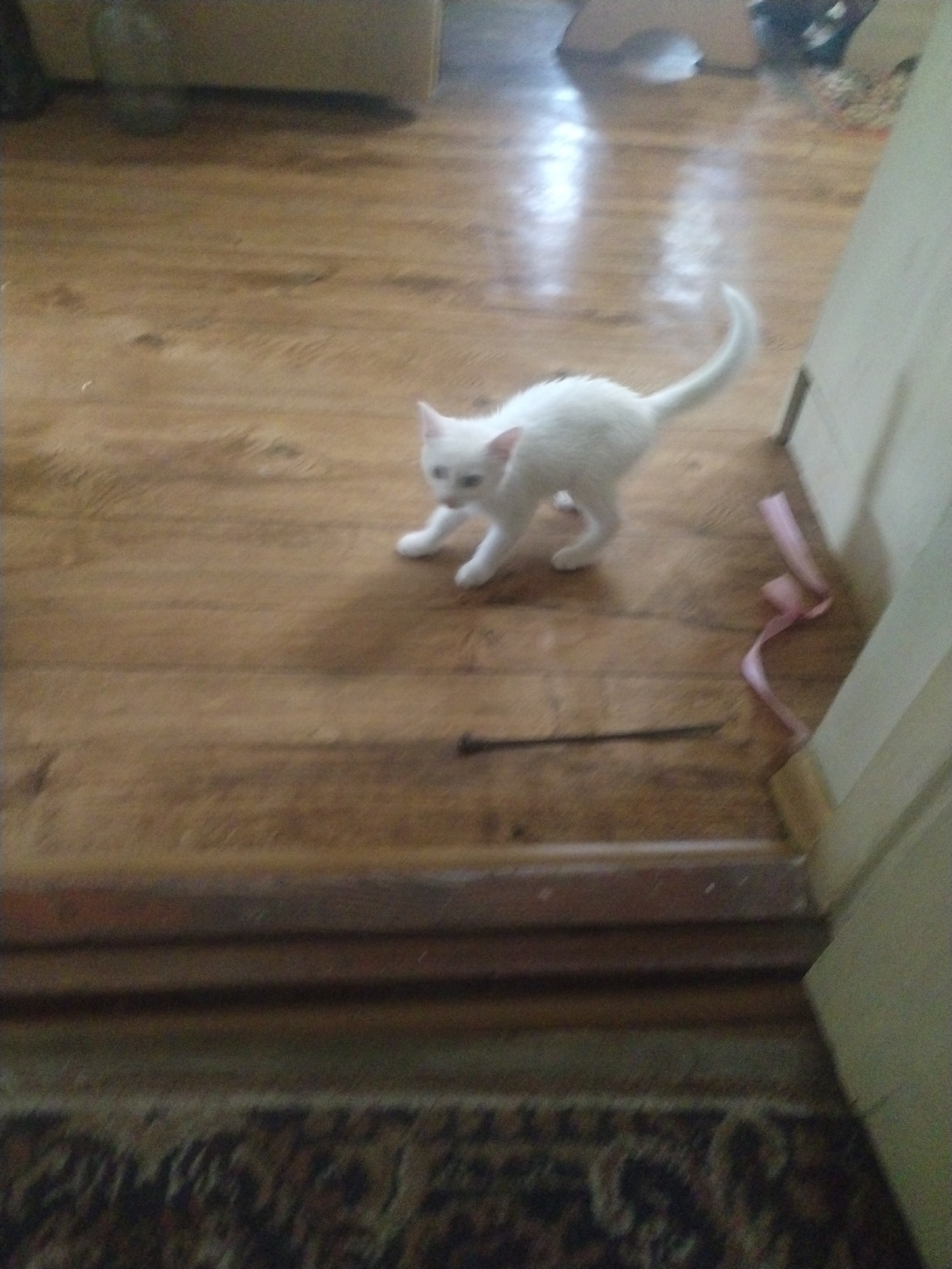 An indoor, eye-level, medium shot shows a white kitten standing on a polished wooden floor. The kitten is positioned in the center-left of the frame, facing right, with its tail curved upwards. A thin pink ribbon lies on the floor to the right of the kitten, near a wall. The floor has a visible wood grain pattern. In the background, a portion of a beige sofa is visible on the left. The scene appears to be a domestic interior.