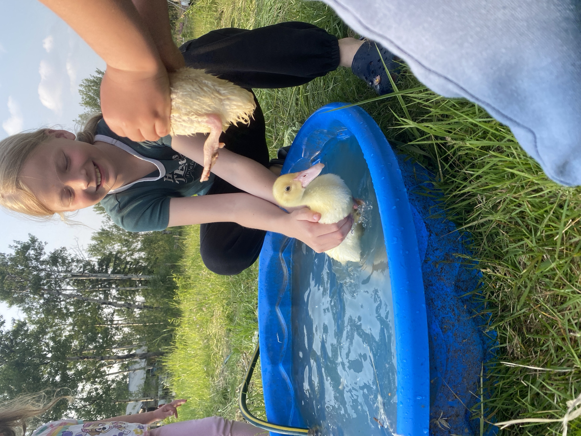 In Haines Junction, Canada, a young girl with blonde hair and a green t-shirt is smiling as she holds a yellow duckling in a blue inflatable pool. Another person's hands are visible, holding a second duckling. The scene is outdoors, with green grass, trees, and a cloudy sky in the background. The pool is partially filled with water and a yellow and green hose is connected to it. The overall impression is one of a sunny, casual day spent interacting with farm animals.