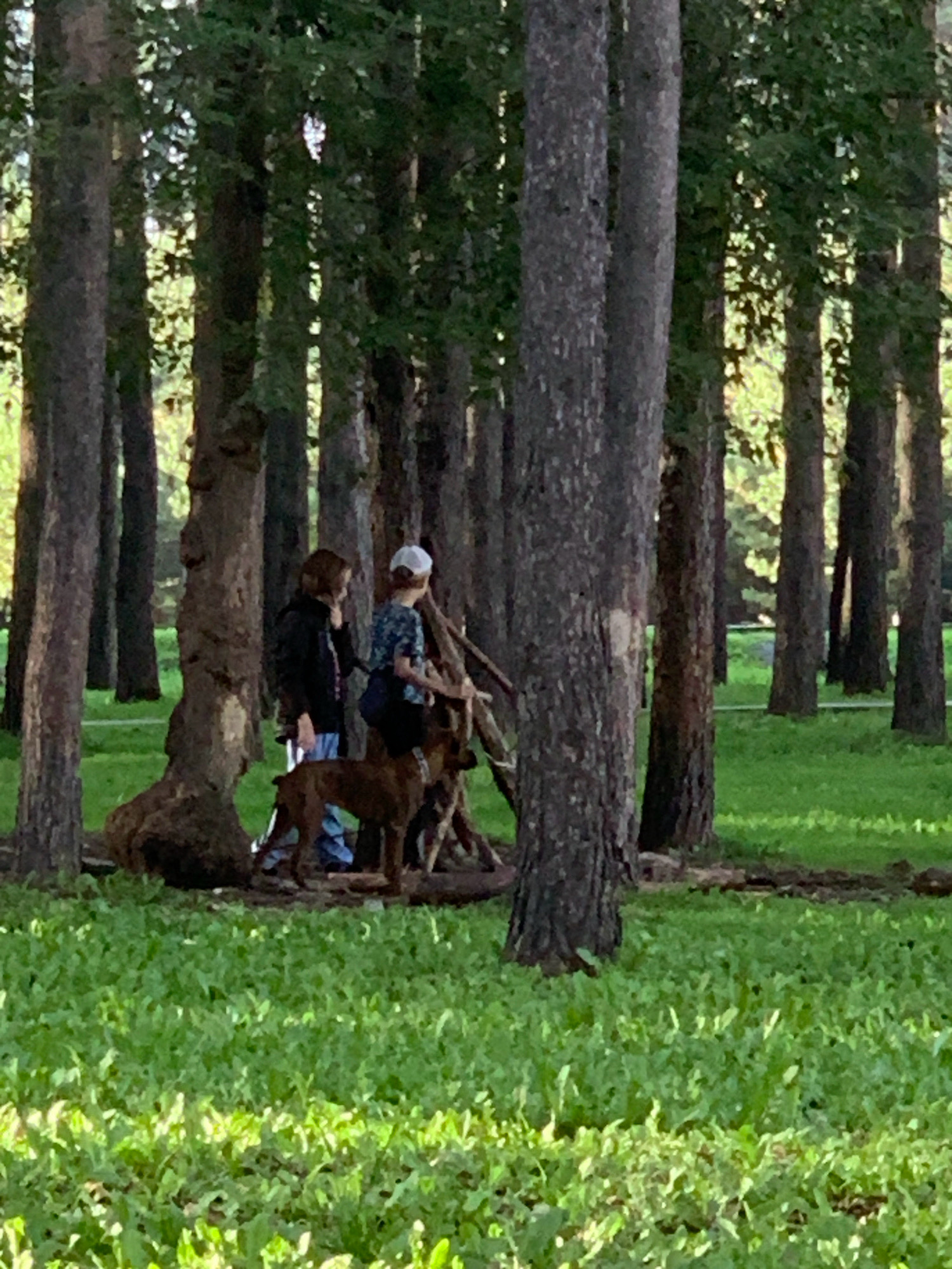 Two individuals, one adult and one juvenile, are walking a medium-sized, brown dog in a wooded area. The juvenile is wearing a blue t-shirt with a pattern and a white baseball cap. The adult is wearing a dark jacket and blue jeans. The dog is on a leash and appears to be walking alongside the juvenile. They are standing on a grassy area with a backdrop of tall trees. The ground is covered in green grass and some fallen leaves. The overall scene suggests a casual outing in a park or forest. There are no specific identifying markers to indicate this location is in Prokopyevsk, Russia.