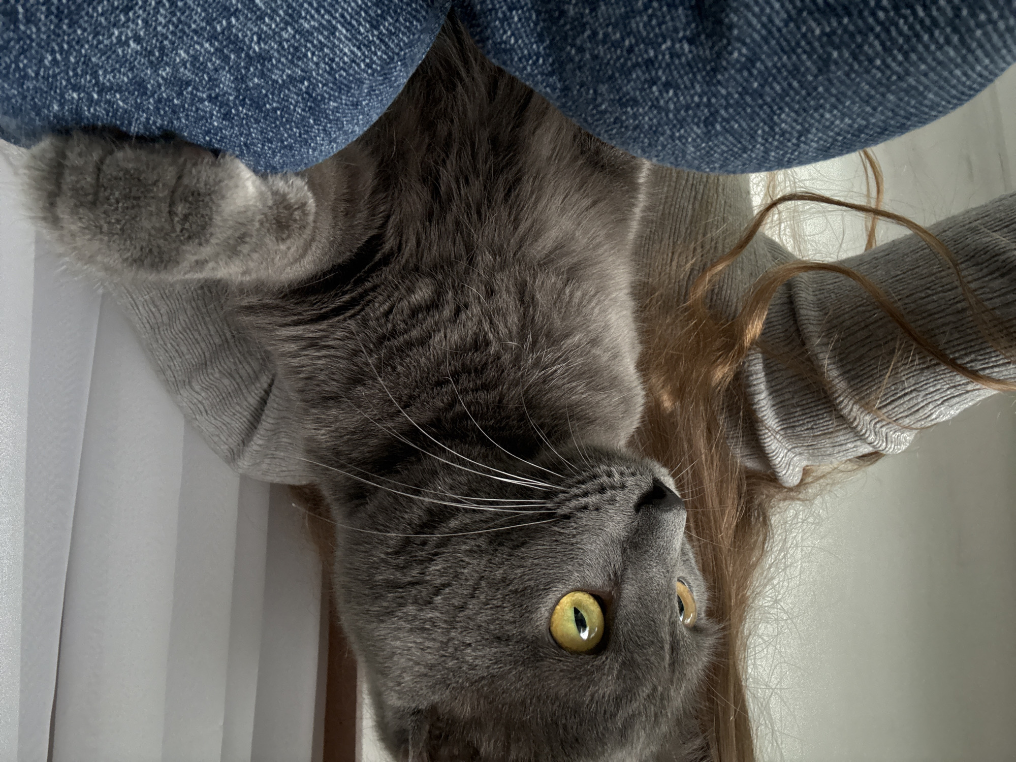 A grey cat with yellow eyes is resting on a person wearing a grey sweater and jeans. The cat is looking up and to the right. A strand of brown hair is visible near the person's arm. White curtains are visible in the background. The location is not discernible from the image.