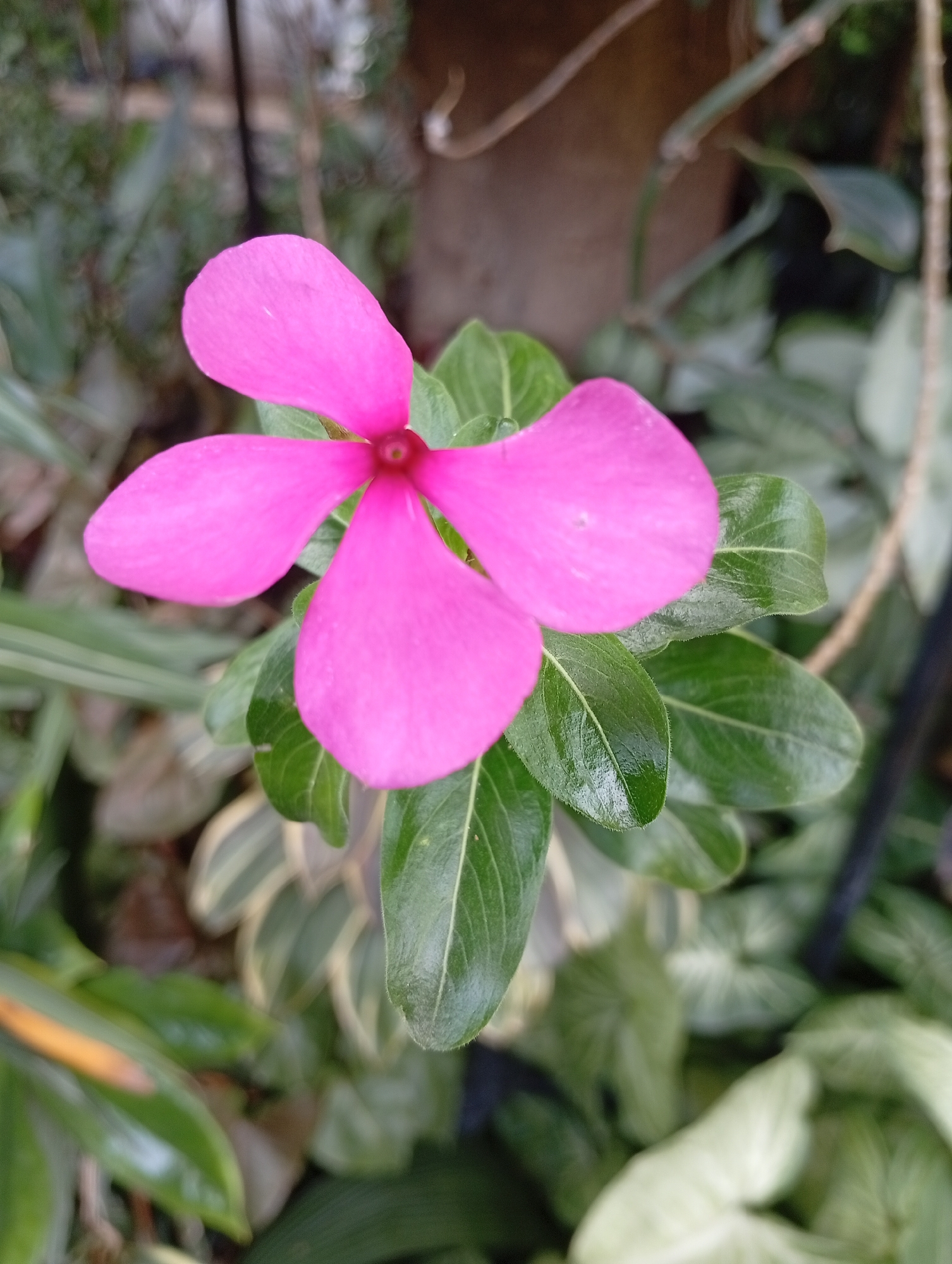 A close-up, high-angle shot captures a vibrant pink periwinkle flower in full bloom. The flower, with its five petals, is the central subject, positioned slightly off-center to the left. Its glossy green leaves form a backdrop, some showing a slight variegation of cream. The background is a blur of greens and browns, suggesting a natural, outdoor environment. The shallow depth of field keeps the focus sharply on the flower and its immediate foliage, while the surrounding elements are soft and indistinct. The lighting is soft and natural, highlighting the delicate texture of the petals. The overall impression is one of natural beauty and tranquility.
