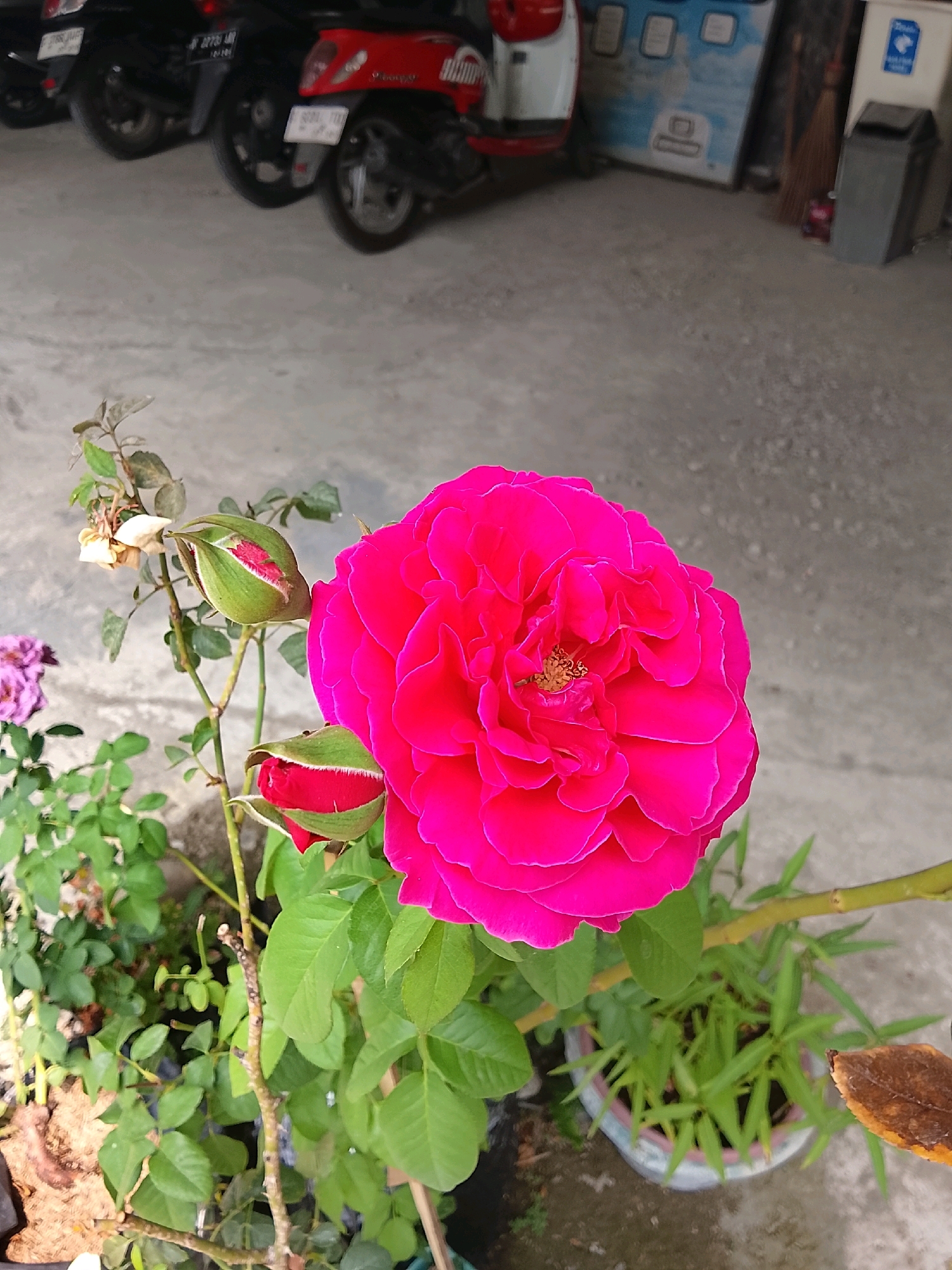 In Slawi, Indonesia, this image captures a close-up of a vibrant pink rose in bloom, with several rosebuds visible on the stem. The rose is the primary subject, positioned in the foreground. In the background, out of focus, are two motorcycles parked on a concrete surface. To the right, a broom and a trash can are visible. The overall environment appears to be an outdoor space, possibly a yard or a parking area. The lighting suggests it is daytime.