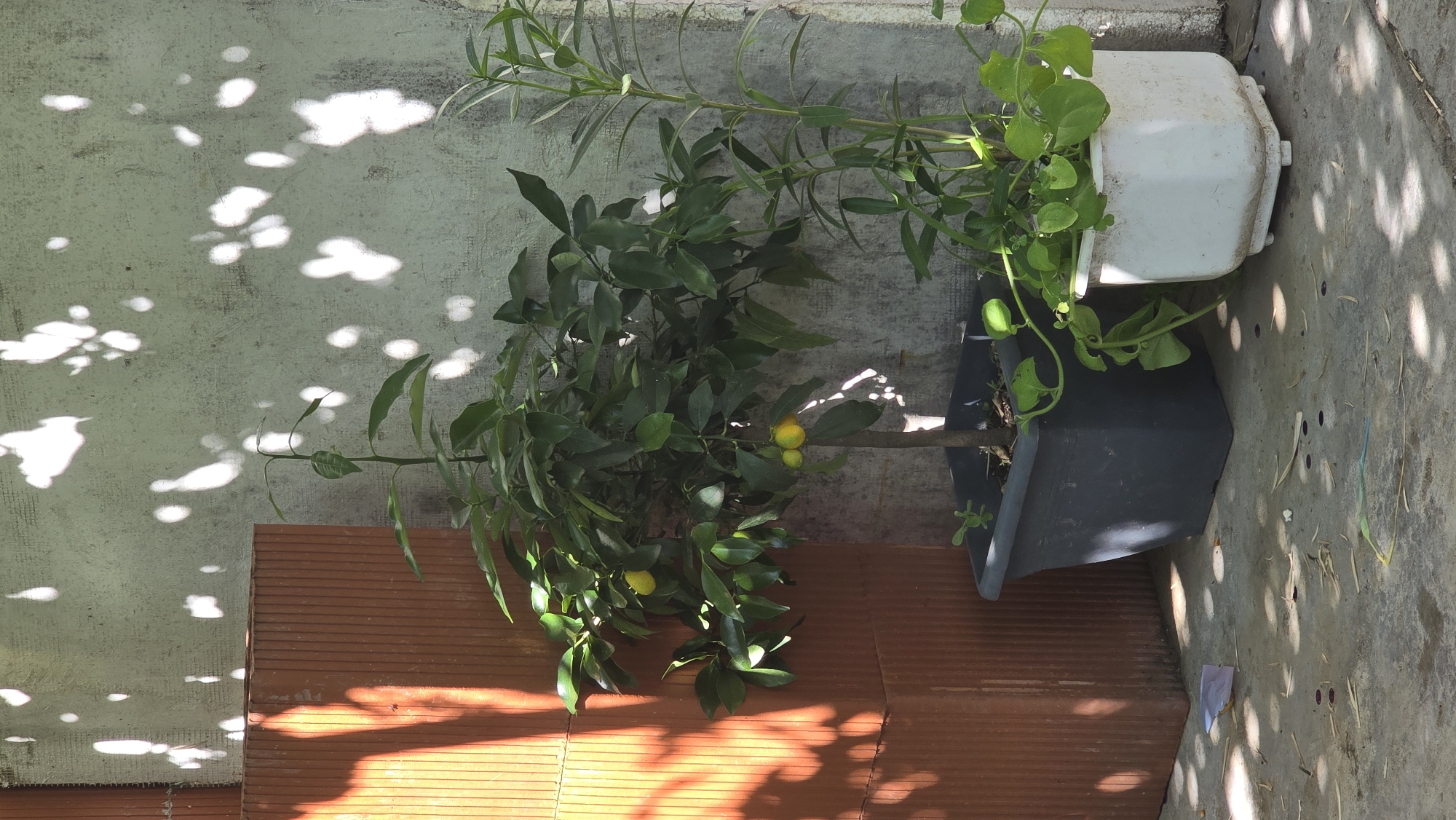 The image shows two potted plants placed on a concrete surface in front of a textured wall. To the left, a tall, reddish-brown, ribbed structure is visible, partially illuminated by sunlight casting shadows. The main subject is a potted citrus tree with dark green leaves and several small yellow fruits. To its right is another potted plant with thinner stems and smaller green leaves, some of which are trailing down. The wall behind the plants has a light, mottled texture and is dappled with bright, irregular light shapes, suggesting sunlight filtering through foliage. The concrete ground in the foreground is marked with scattered debris, including small leaves and what appear to be pieces of plastic. The overall scene suggests an outdoor setting, likely a courtyard or patio. The location is specified as Vlasatitsa, Bulgaria. There are no people or animals visible in the image.