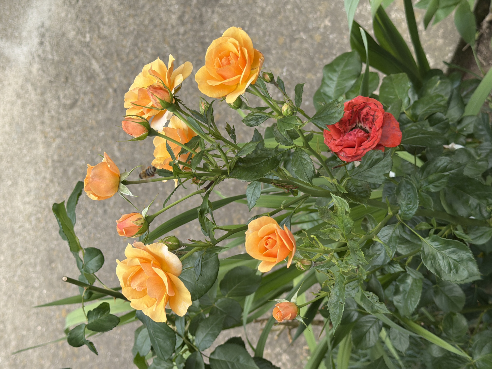 This is a close-up, eye-level shot of a rose bush with predominantly orange roses and a single red rose in the foreground, set against a concrete background. The orange roses are in various stages of bloom, with some fully open and others as buds. A bee is visible near one of the orange roses. The leaves are green and appear somewhat damaged in places. The concrete surface is textured and light gray, suggesting an outdoor urban or garden setting. The image does not contain any identifiable landmarks or context to place it in Pazardzhik, Bulgaria.