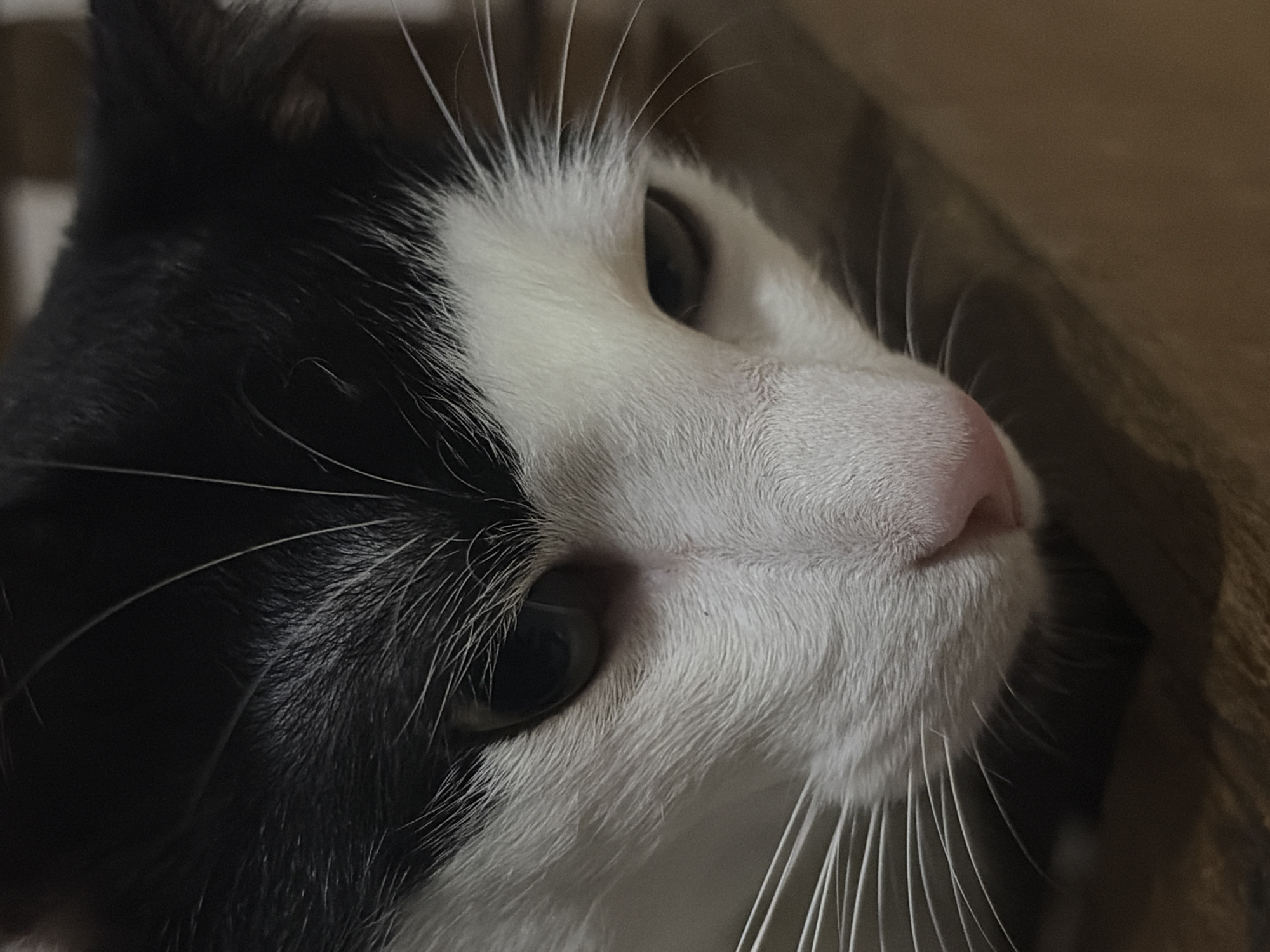 A close-up, headshot of a black and white cat. The cat is looking up and towards the right, with its nose prominent in the foreground. The background is out of focus and appears to be a brown material, possibly a bag or fabric. The cat's fur is short and dense, and its whiskers are long and white. The overall tone is soft and the image is well-lit. There is no evidence to suggest this image was taken in Ciudad Guayana, Venezuela.
