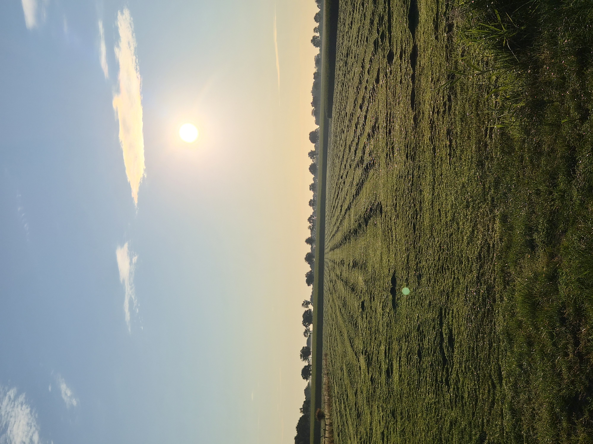 The image depicts a sunlit agricultural field in the city of Schiffdorf, Germany, likely taken during early morning or late afternoon due to the low angle of the sun. The foreground features a neatly mown field with distinct rows of cut grass, suggesting recent harvesting. The grass itself appears dewy, reflecting the sunlight. In the mid-ground, a line of trees forms a distinct horizon, separating the field from a lighter, hazy area beyond. The sky is a clear blue with a few wispy clouds, and a bright, shining sun is visible in the upper right quadrant, partially obscured by a thin cloud that is illuminated by the sun's rays. The overall impression is one of a peaceful, rural landscape.