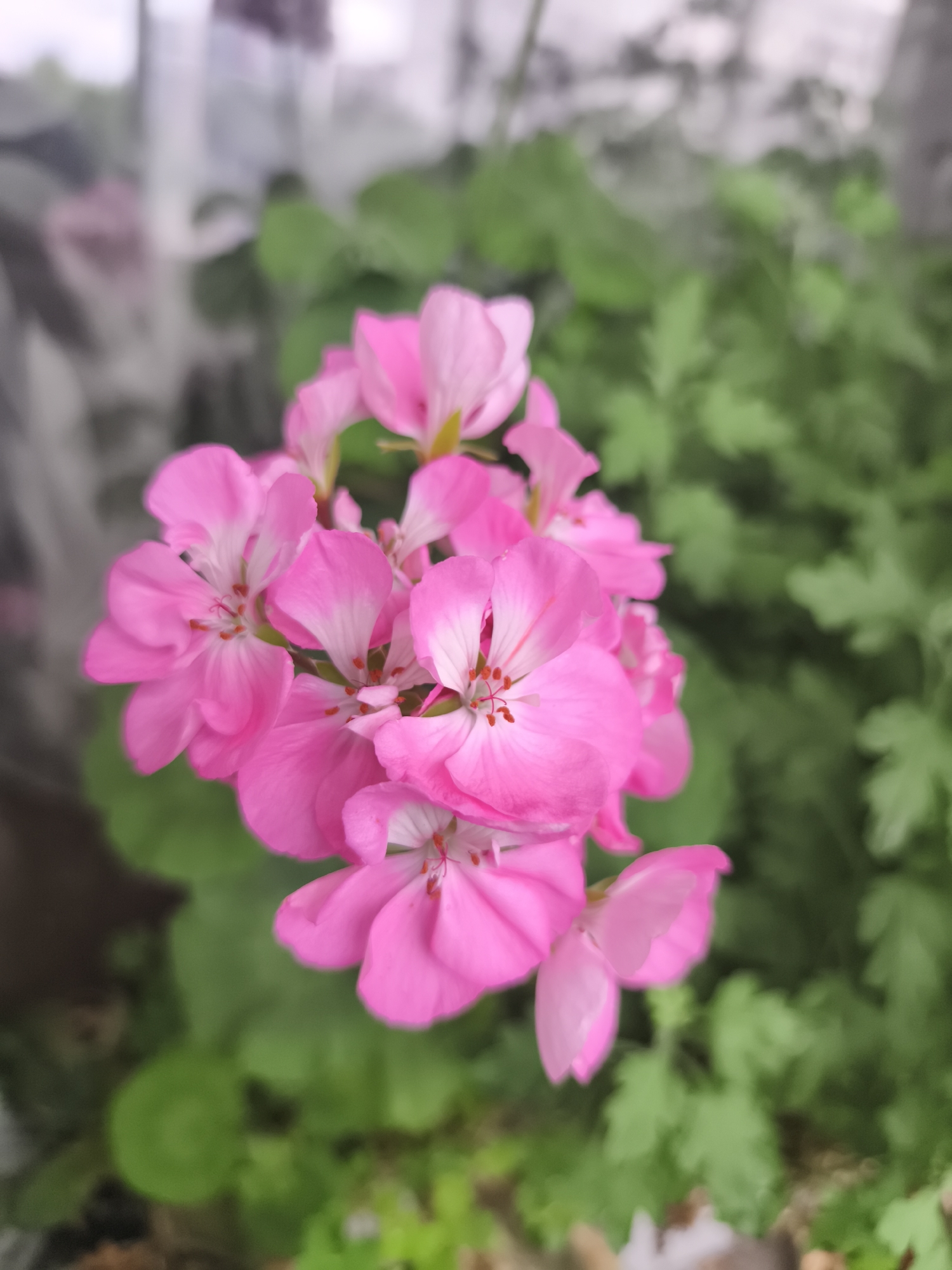 A close-up, overhead shot features a cluster of bright pink geraniums in full bloom. The flowers are the central focus, with their delicate petals and distinct stamens clearly visible. Behind the vibrant pink blossoms, a soft-focus background of lush green foliage creates a natural setting. The lighting is soft and diffused, suggesting an overcast day or indoor environment. The image appears to be taken at ground level or slightly above, looking down at the flowers. The location is noted as Unknown, Unknown.