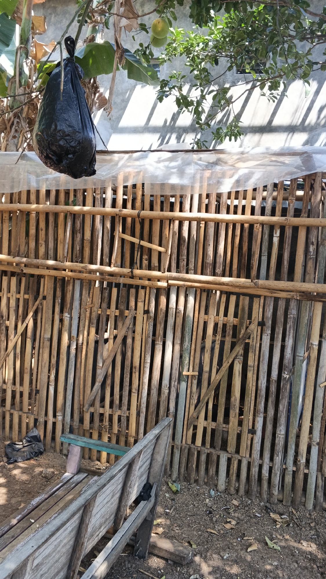 In Karangjati, Indonesia, a black plastic bag is suspended from a tree branch above a rustic enclosure. The enclosure is constructed from vertical bamboo poles, reinforced with horizontal bamboo beams, and topped with a strip of translucent plastic sheeting. In front of the enclosure, a weathered wooden bench with a teal and pink seat rests on the dirt ground, which is littered with debris. The scene is bathed in sunlight, casting strong shadows from the tree and foliage onto a concrete wall behind the enclosure. Two green fruits hang from the tree.