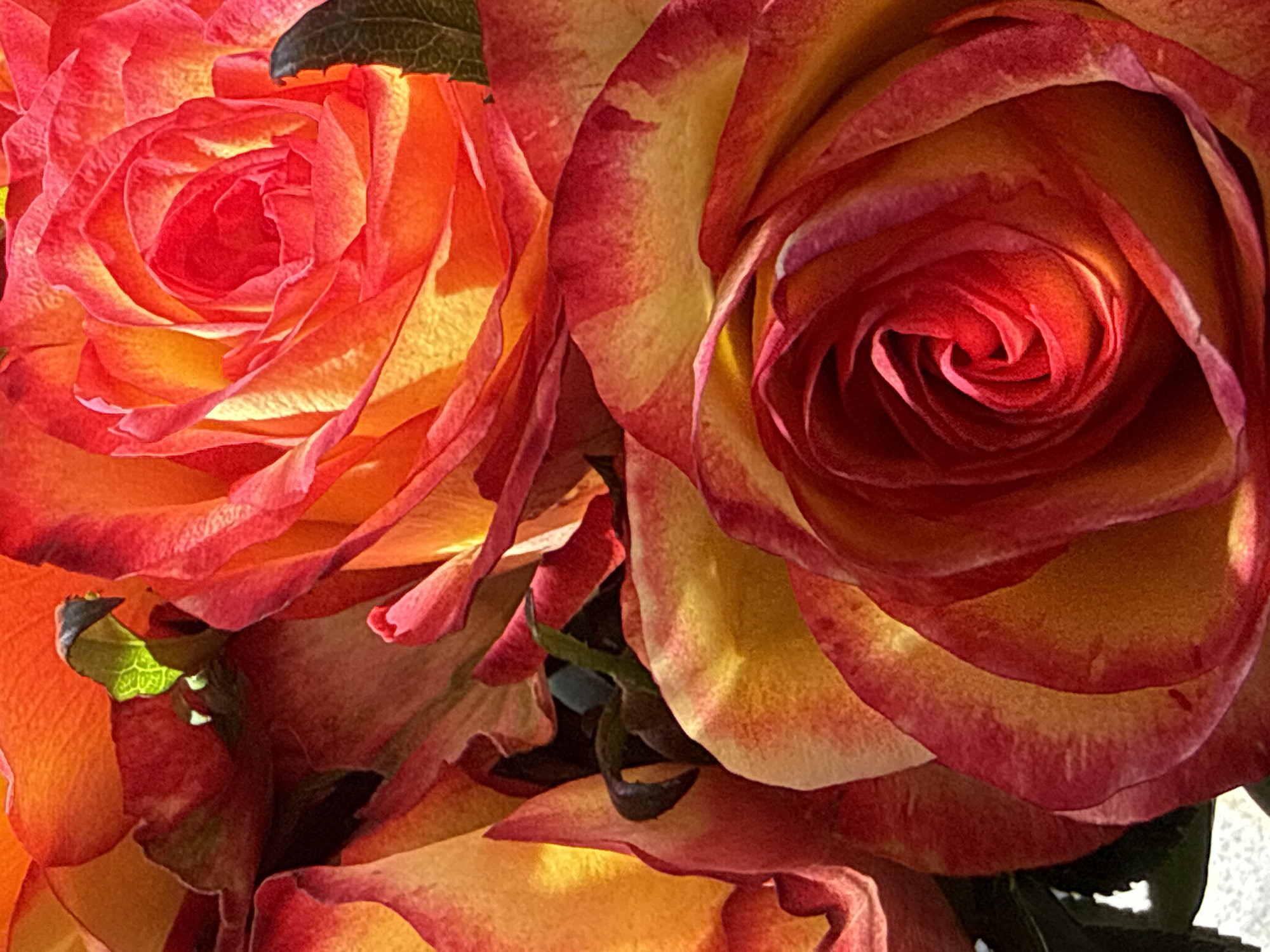A close-up, high-angle shot captures a vibrant bouquet of roses, predominantly featuring warm hues of orange and red, with hints of yellow. The roses are densely packed, their petals unfurling in intricate spiral patterns. Some petals exhibit a gradient of color, transitioning from a deep red at the edges to a bright yellow or orange towards the center. Subtle shadows play across the petals, adding depth and texture to the composition. A few dark green leaves are interspersed among the blossoms, providing a contrast to the fiery colors of the flowers. The lighting is bright, with a noticeable warmth that enhances the saturation of the colors. This image was taken in the city of Bad Sachsa, Germany.