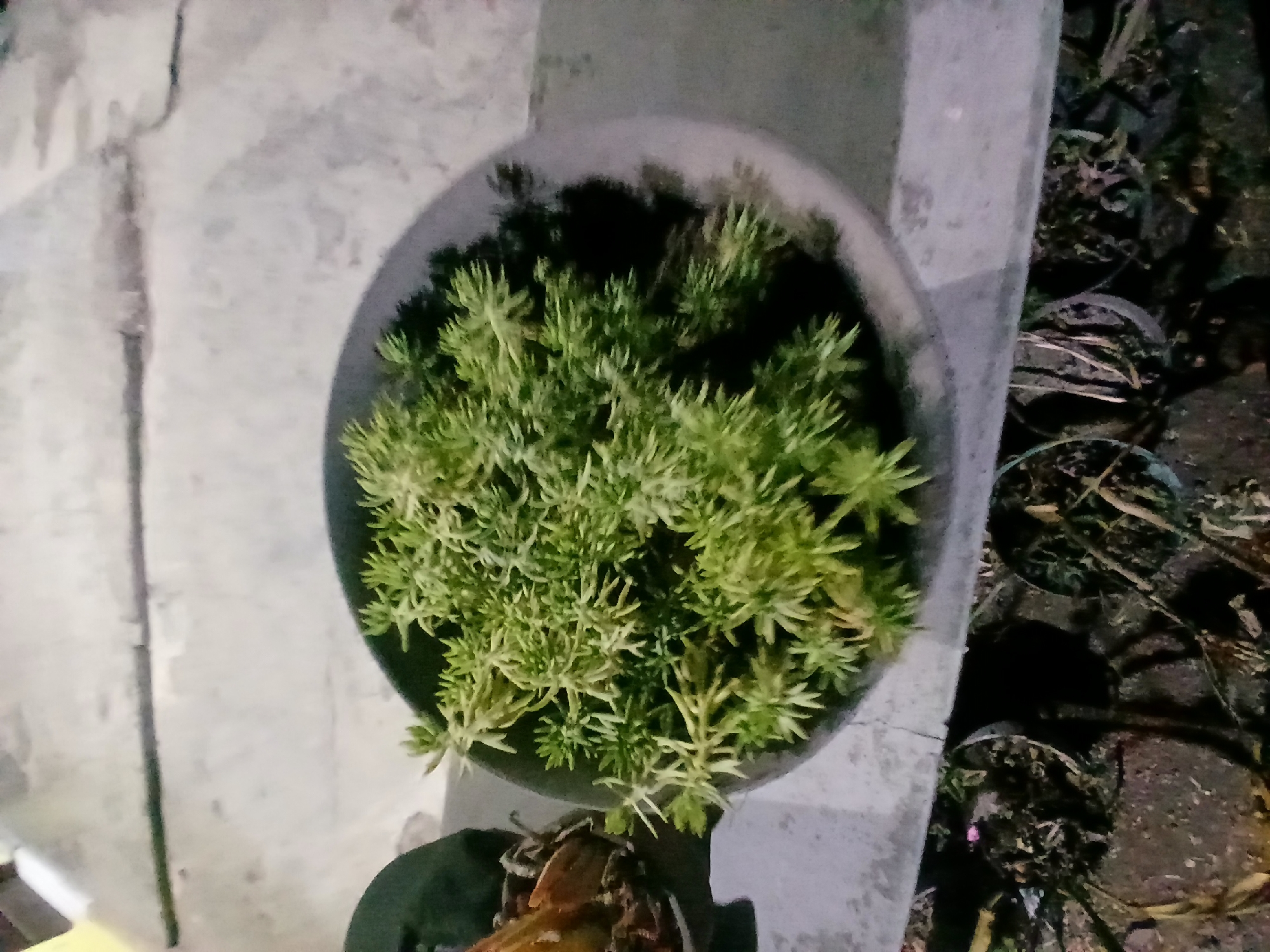 In Kademangan Kulon, Indonesia, a close-up, slightly blurry overhead shot captures a potted succulent plant. The plant, with its fine, needle-like leaves in shades of light green and yellow, is situated in a dark, wide-rimmed planter. The planter rests on a concrete surface, possibly a ledge or step, which shows some texture and a dark line running across it. To the left of the planter, a portion of another object, appearing brown and fibrous, is visible. Below the concrete surface, several smaller dark pots containing soil and dry plant debris are scattered on the ground. The lighting suggests it might be evening or a dimly lit area.