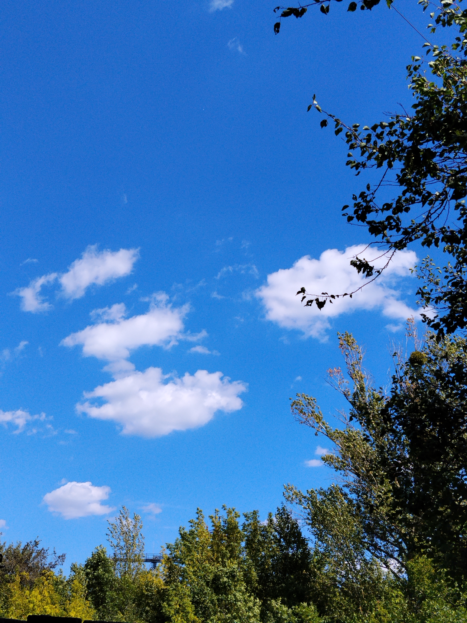 The image depicts a clear, vibrant blue sky with scattered white cumulus clouds, suggesting a pleasant day. The upper right portion of the frame is partially obscured by the dark green foliage of tree branches, some of which are silhouetted against the sky. The middle and lower sections of the image are dominated by a dense canopy of trees, displaying various shades of green and yellow, indicating a lush natural environment. In the far distance, a portion of a tall structure, possibly a tower or a bridge, is visible above the treeline, adding a man-made element to the otherwise natural scene. The overall impression is that of an outdoor landscape, likely in a park or natural area within the city of Hoholeve, Ukraine, characterized by abundant greenery and a bright sky.