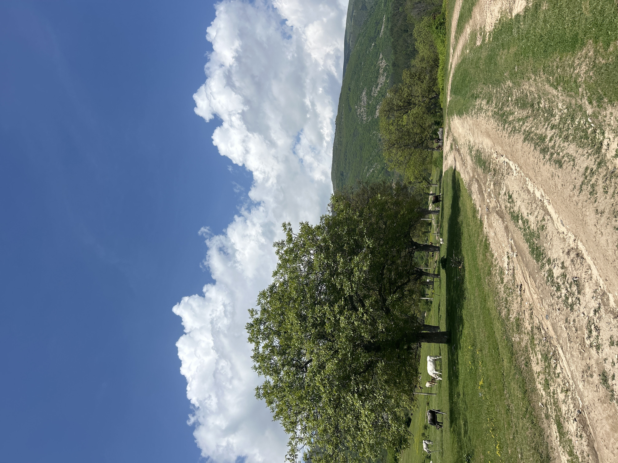 The image shows a rural scene, likely near Vasil Levski, Bulgaria, given the prompt's context. The sky is blue with large, fluffy white clouds. A green, tree-covered mountain rises in the background. A dirt road runs from the middle right to the upper right of the frame, showing signs of tire tracks. To the left of the road is a grassy field with several trees. Some white and black cows are grazing in the field. The image is oriented vertically.