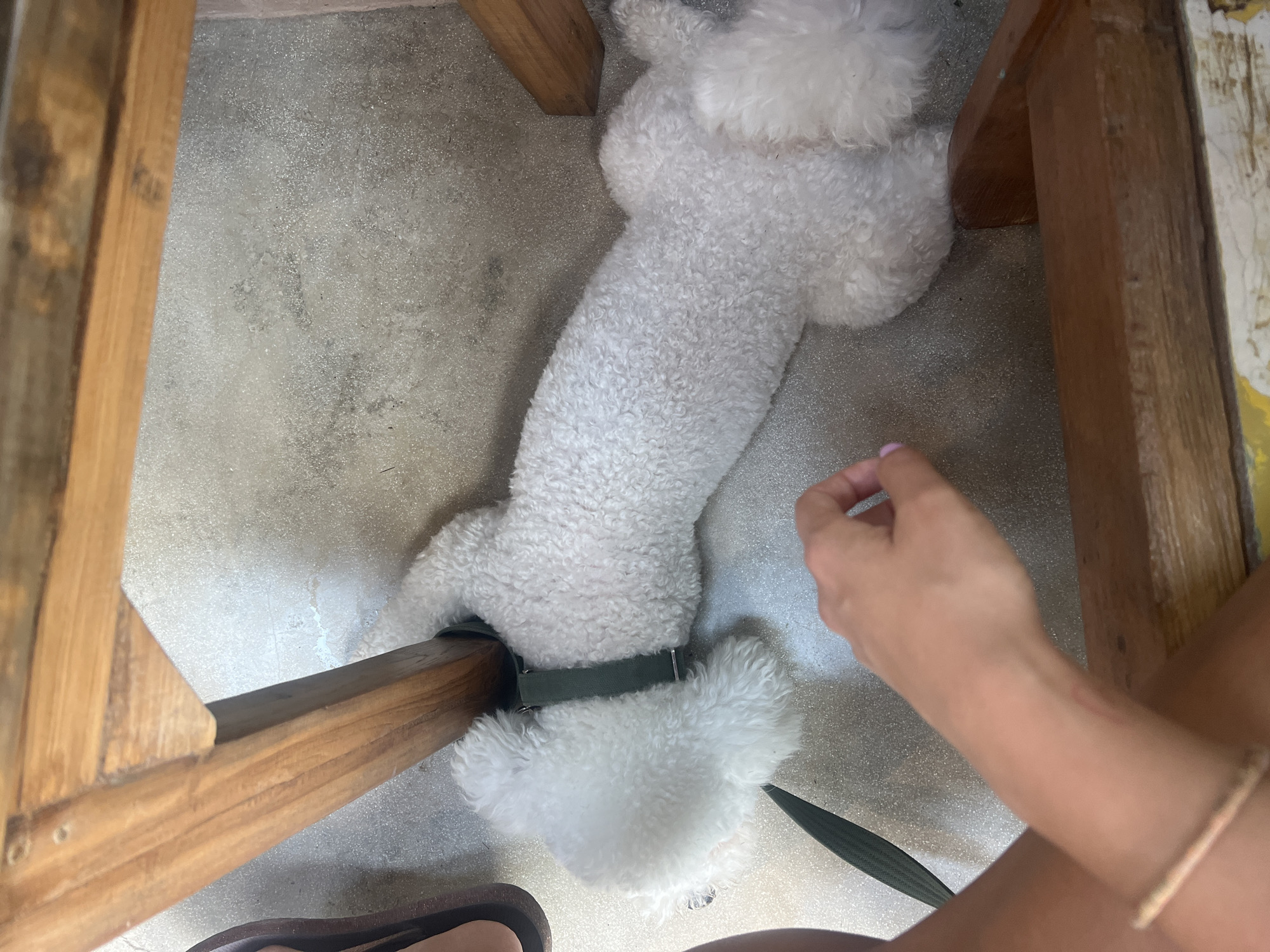 A white poodle dog is lying on the ground under a wooden table. The dog is wearing a green collar and leash. A person's hand, with painted nails, is reaching towards the dog. The ground is concrete. The image appears to be taken in an outdoor setting, possibly a cafe or restaurant, in Kediri, Indonesia.