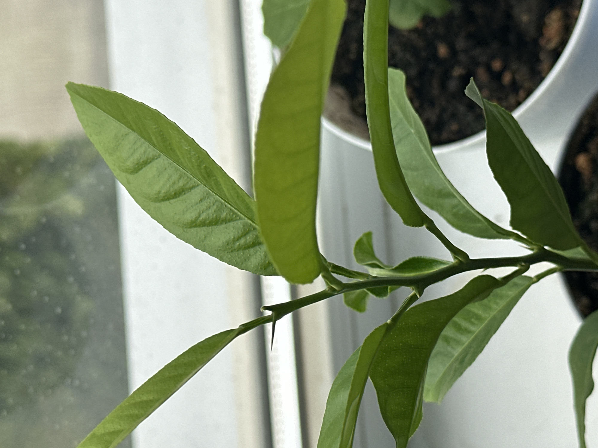 A close-up shot focuses on the new growth of a small, green plant, possibly a citrus seedling. The plant has several vibrant green leaves, some unfurling and others fully formed. A sharp, prominent thorn protrudes from a thin, green stem. The background is blurred, showing a window sill or surface with a hint of an outdoor scene, suggesting natural light. The plant is in a white pot filled with dark soil, and another white pot is partially visible in the background, indicating it is part of a small collection of plants. The image lacks any human presence or activity.